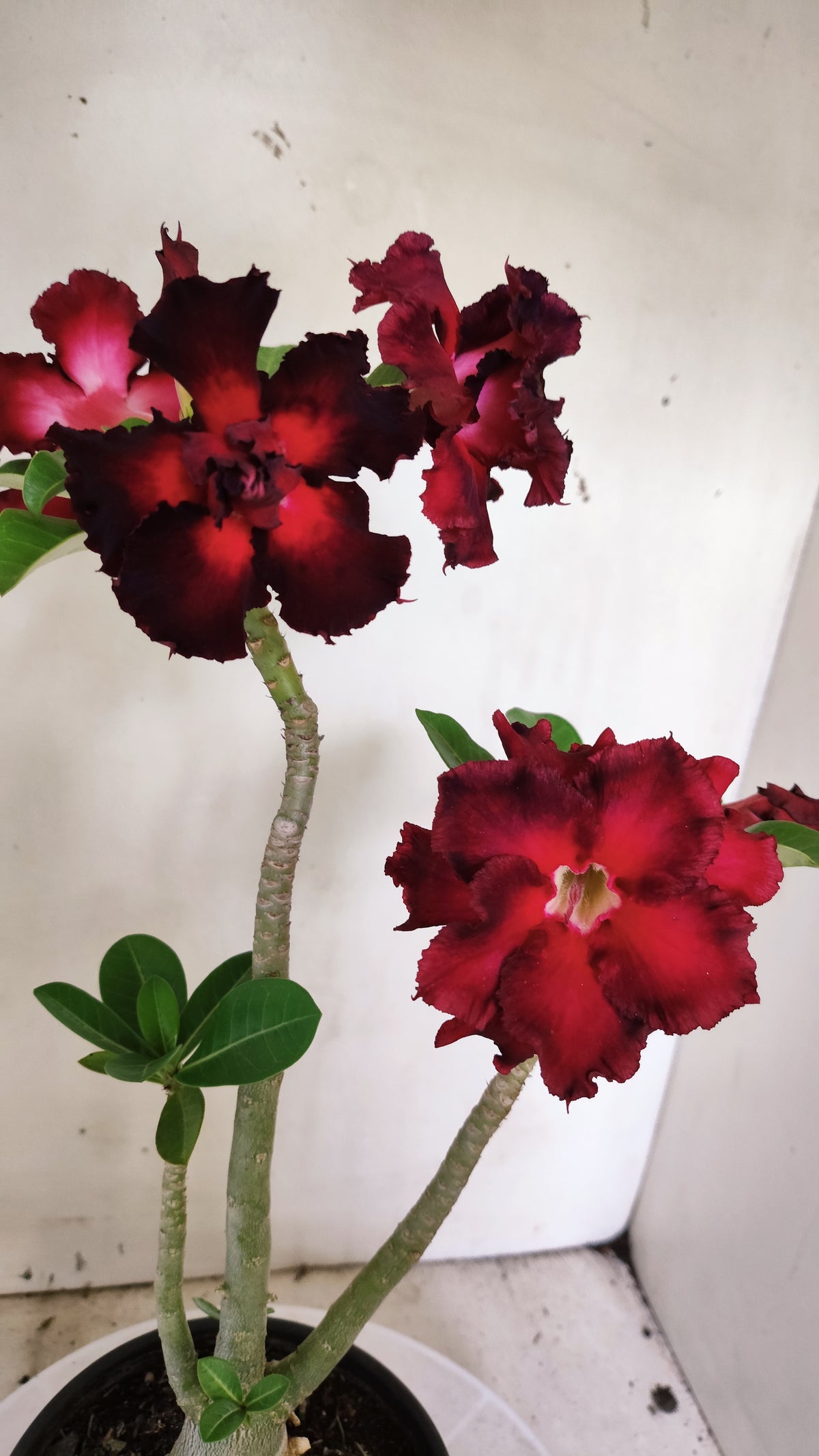 Planta Dobrada 4057 – 30cm – 02 anos - Vaso 15