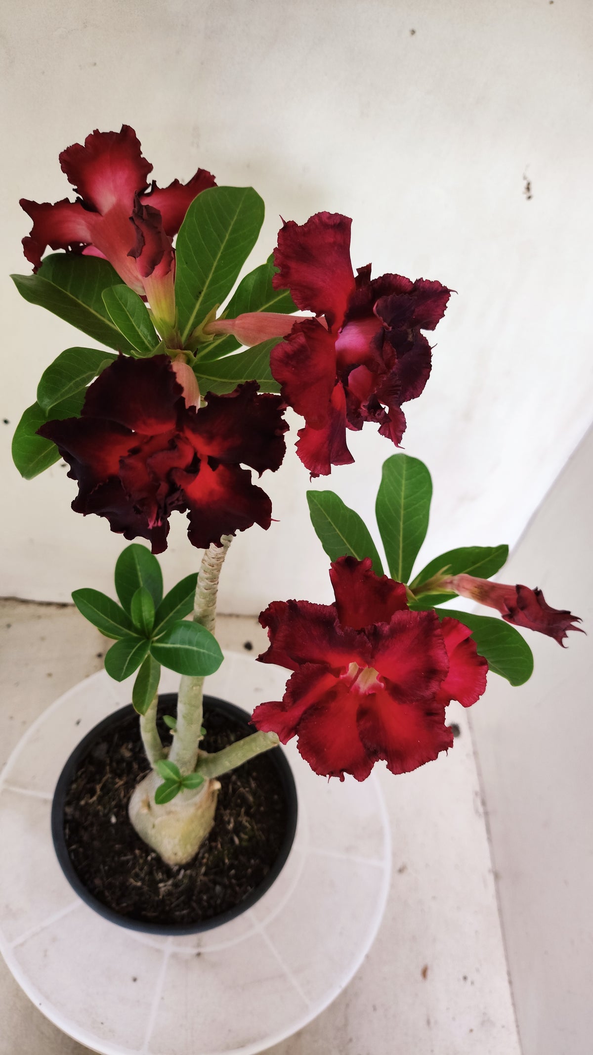 Planta Dobrada 4057 – 30cm – 02 anos - Vaso 15