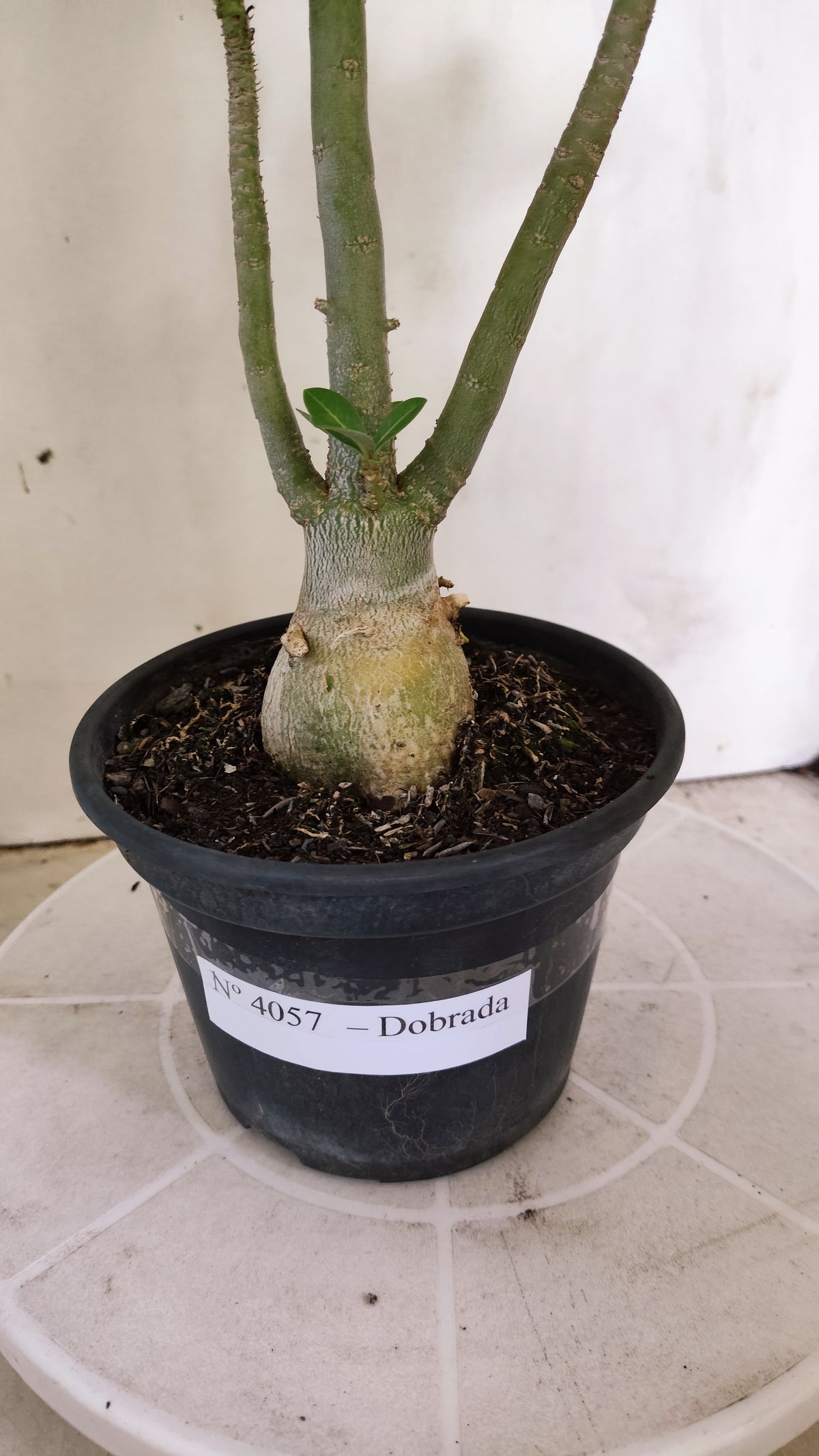 Planta Dobrada 4057 – 30cm – 02 anos - Vaso 15