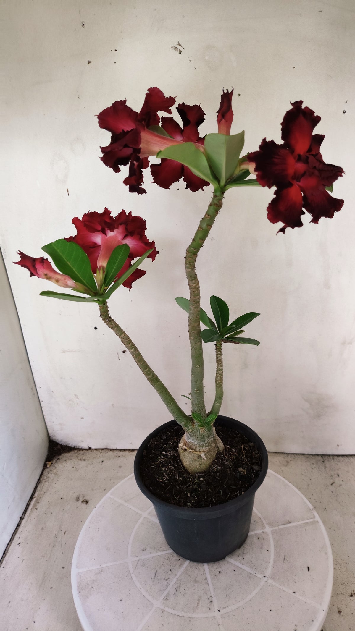 Planta Dobrada 4057 – 30cm – 02 anos - Vaso 15