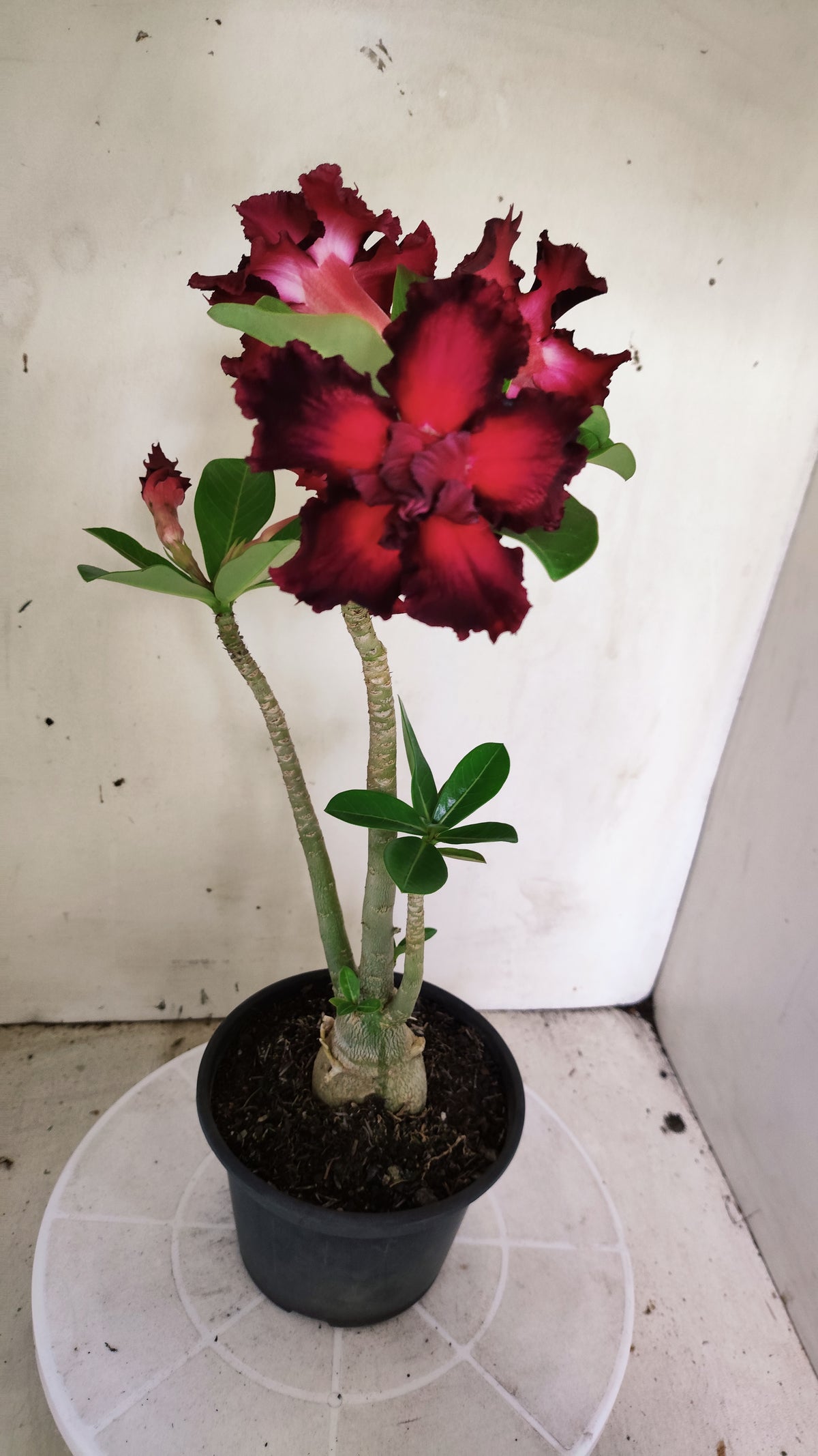 Planta Dobrada 4057 – 30cm – 02 anos - Vaso 15