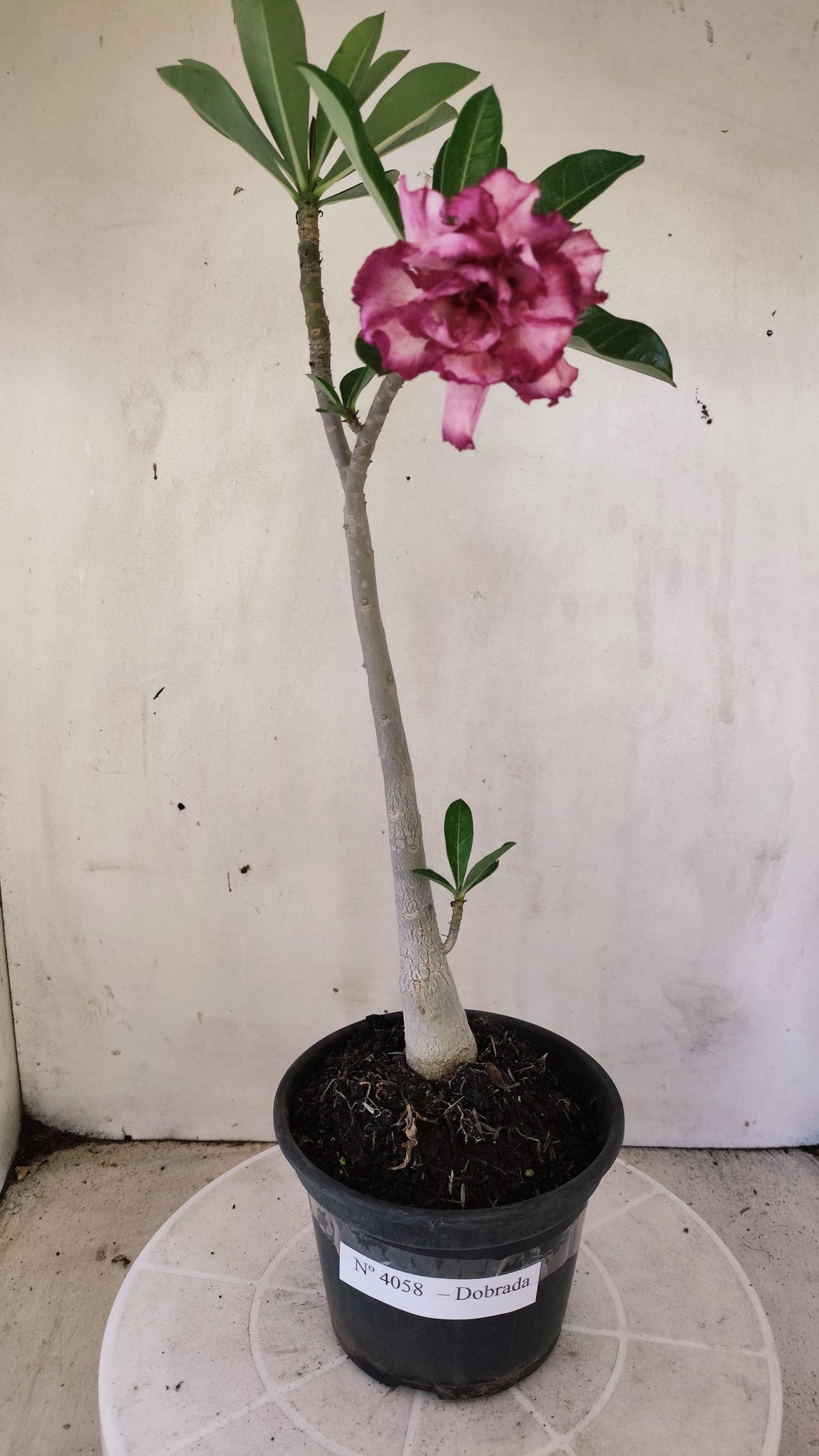 Planta Dobrada 4058 – 30cm – 02 anos - Vaso 15