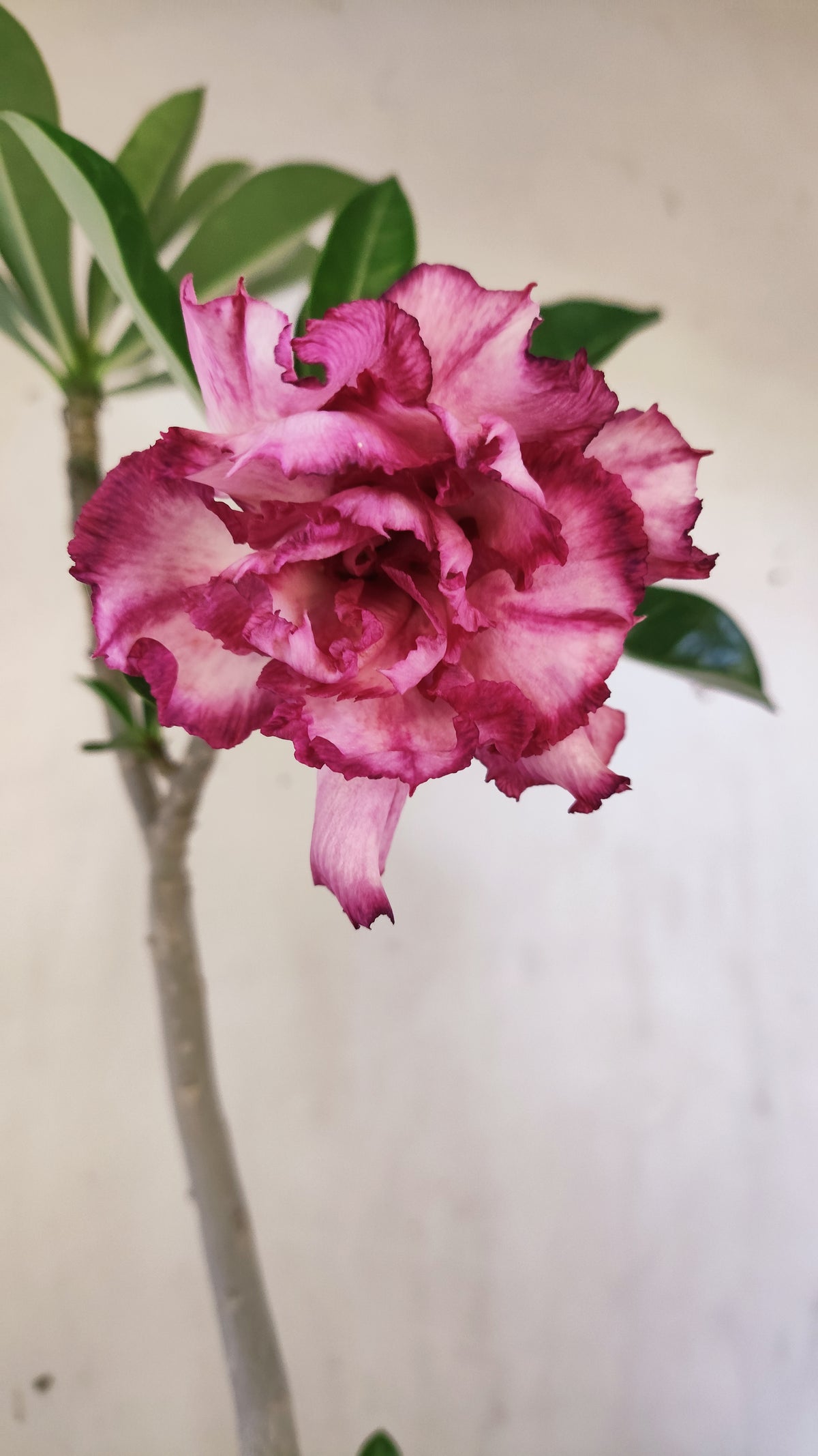 Planta Dobrada 4058 – 30cm – 02 anos - Vaso 15