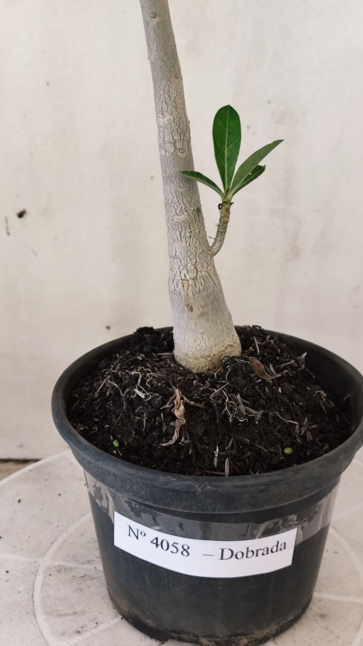 Planta Dobrada 4058 – 30cm – 02 anos - Vaso 15
