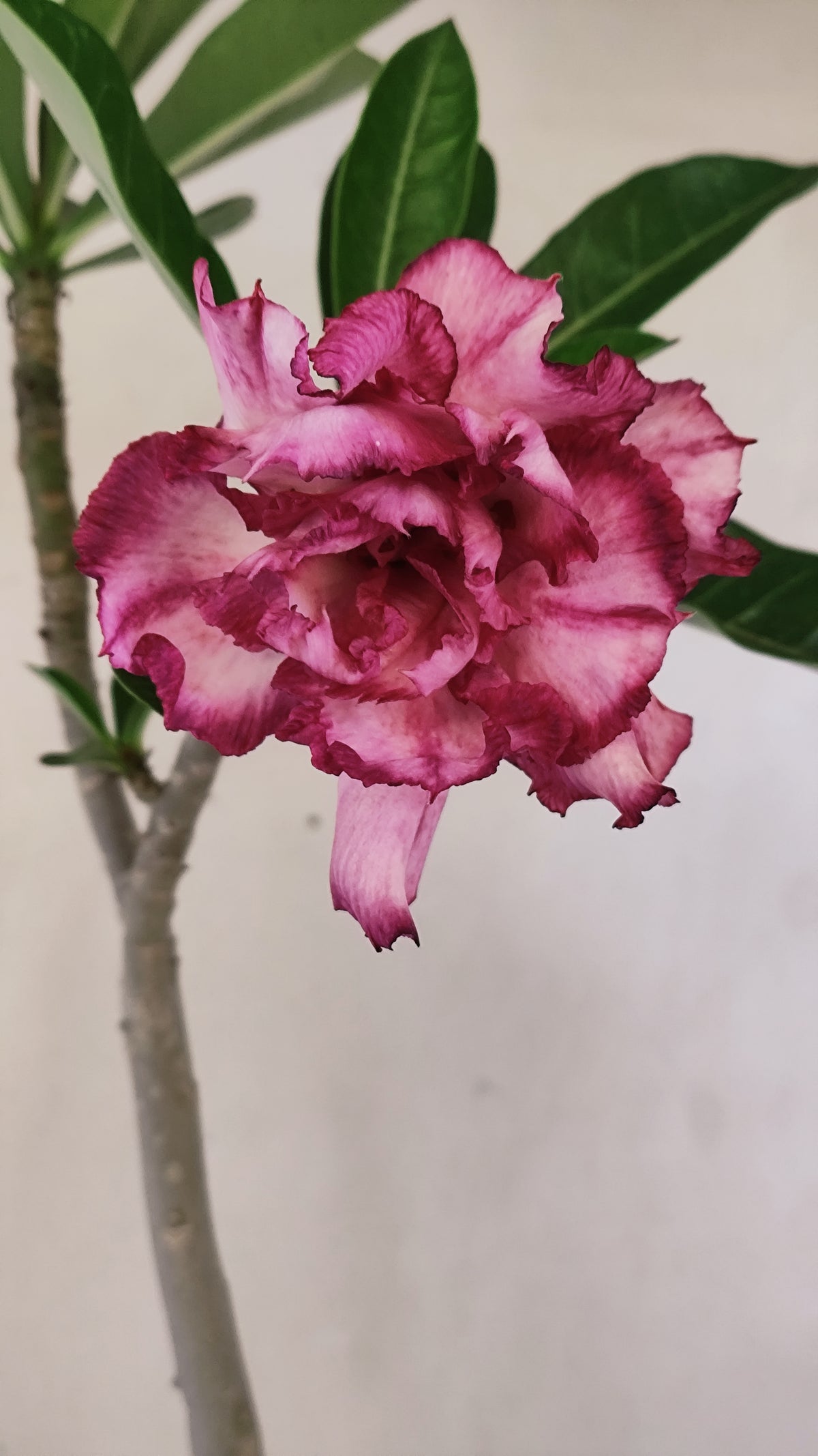 Planta Dobrada 4058 – 30cm – 02 anos - Vaso 15