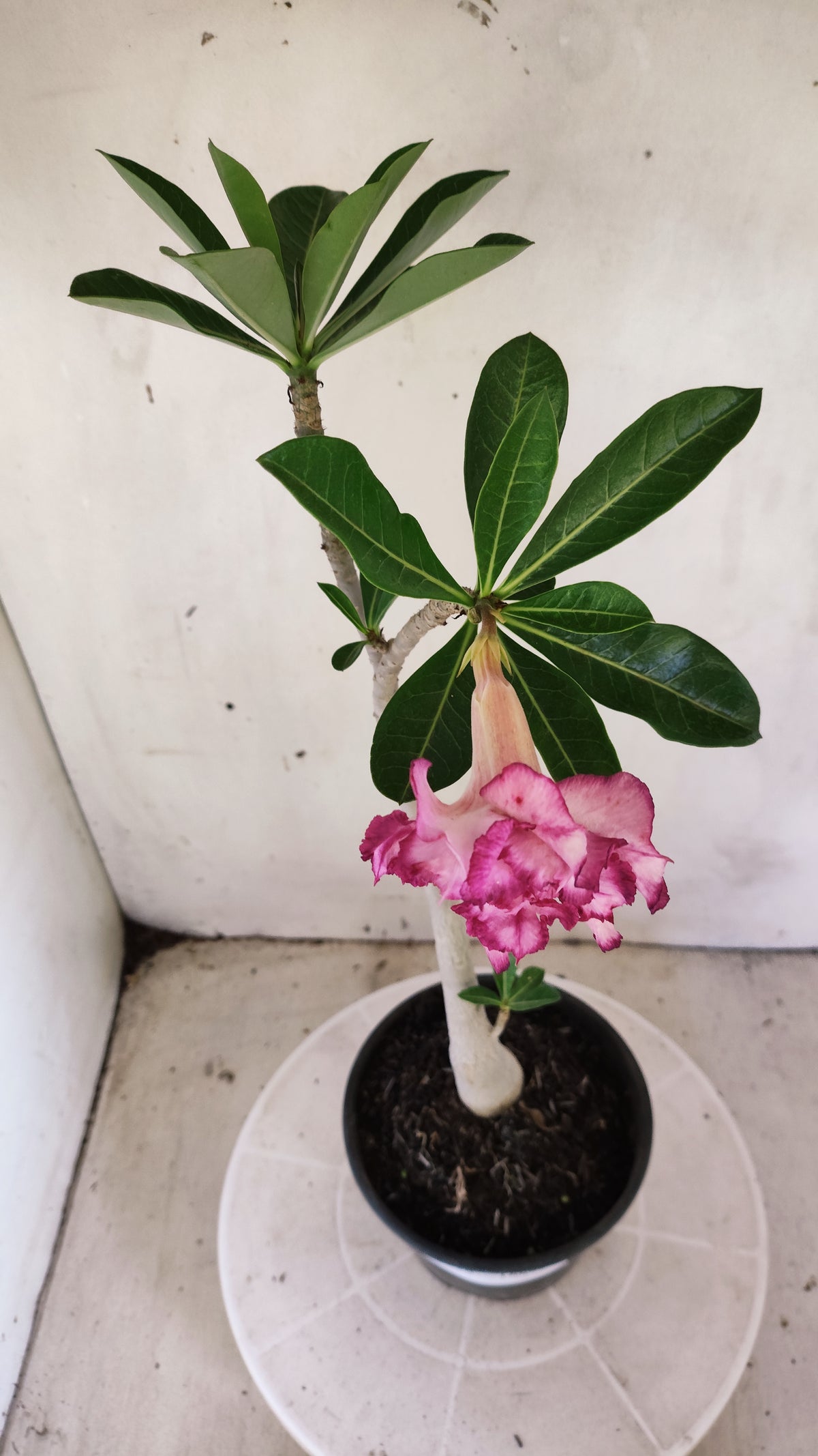 Planta Dobrada 4058 – 30cm – 02 anos - Vaso 15