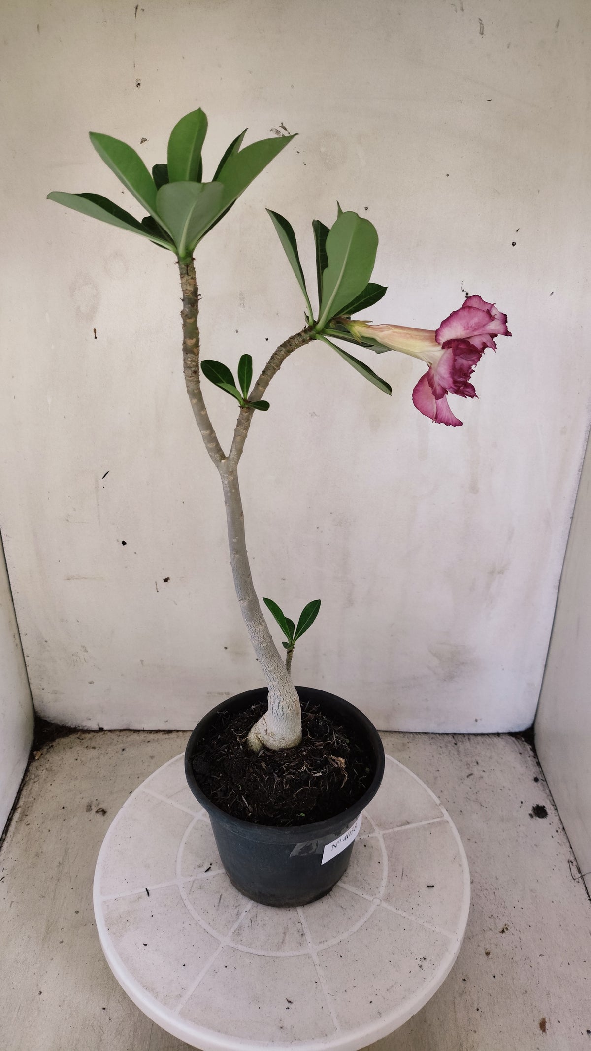 Planta Dobrada 4058 – 30cm – 02 anos - Vaso 15