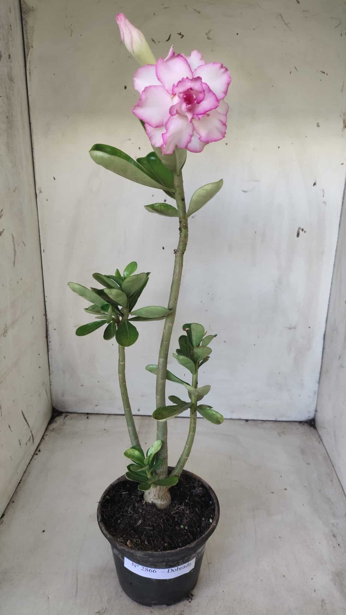 Planta Dobrada 2866 – 35cm – 03 anos