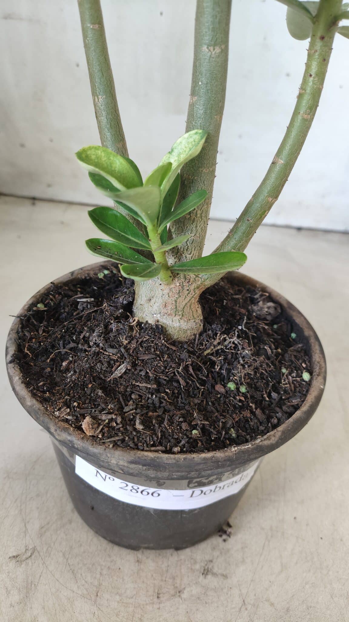 Planta Dobrada 2866 – 35cm – 03 anos