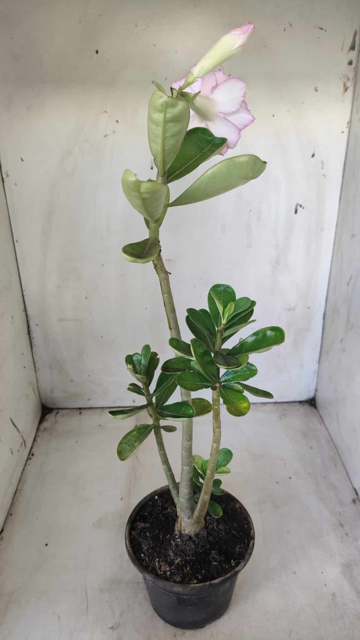 Planta Dobrada 2866 – 35cm – 03 anos