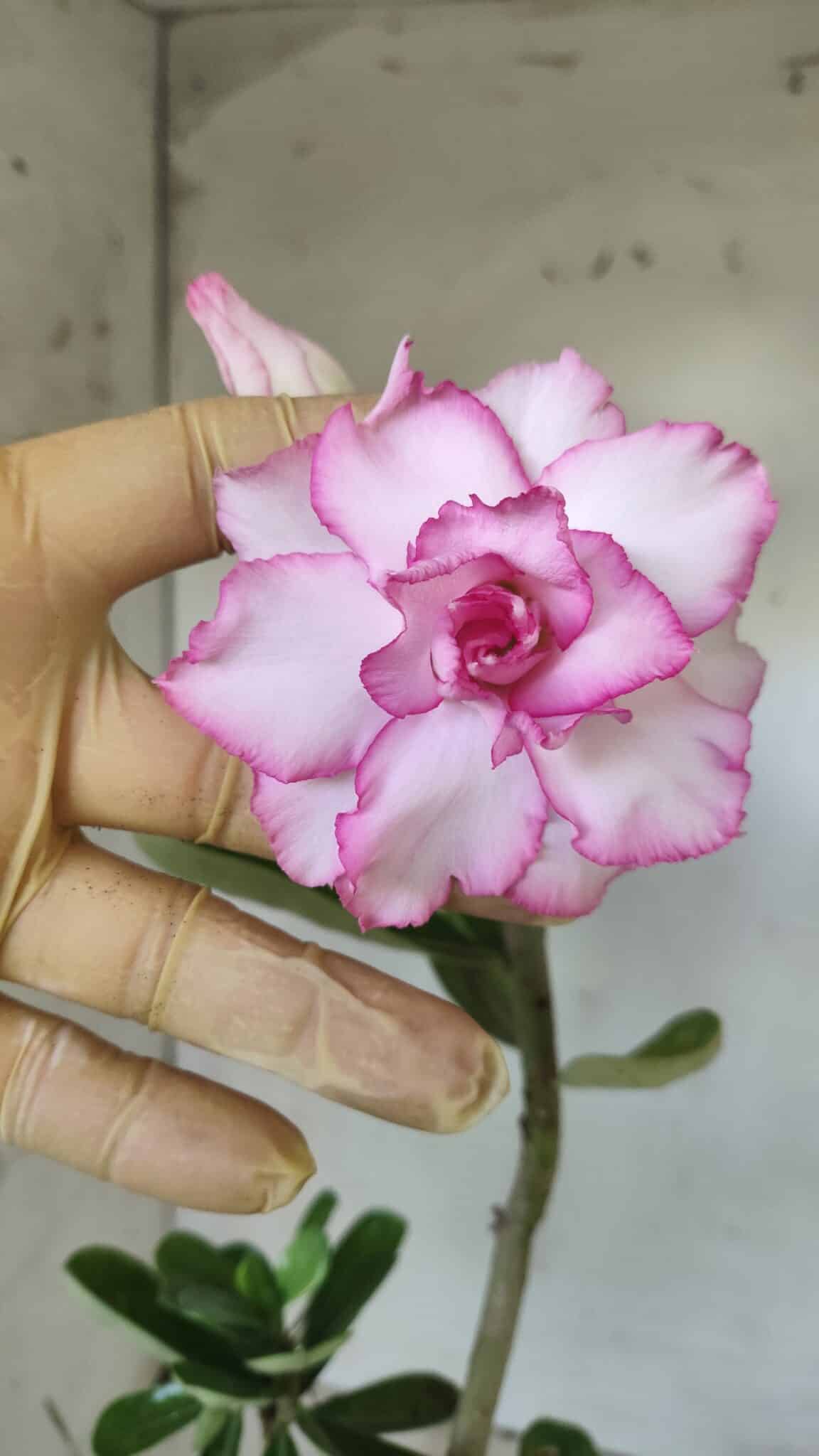 Planta Dobrada 2866 – 35cm – 03 anos