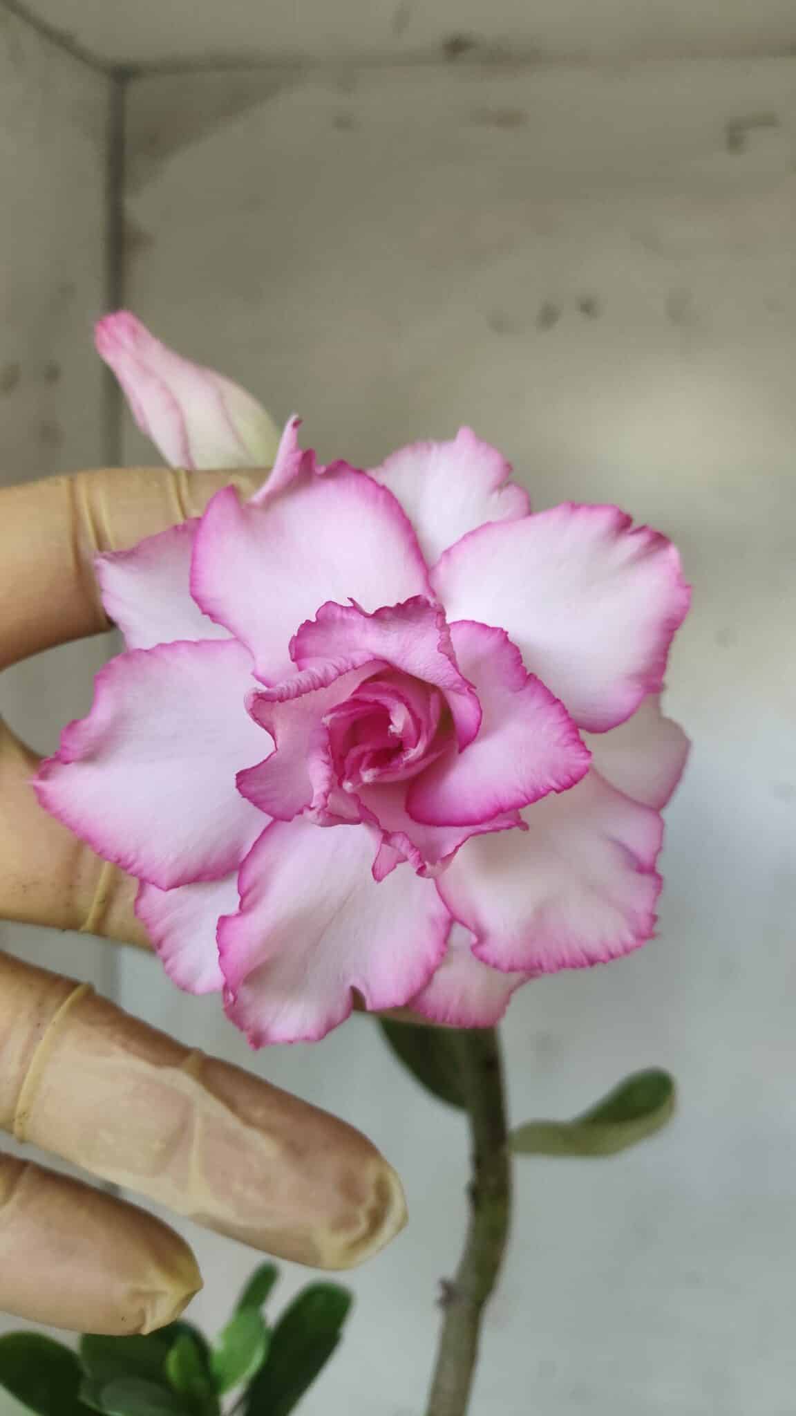 Planta Dobrada 2866 – 35cm – 03 anos