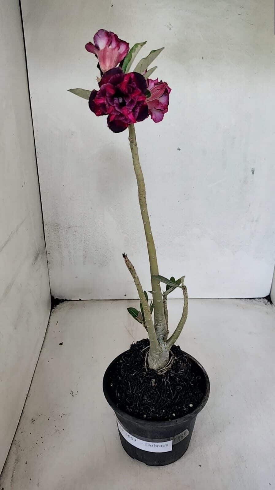Planta Dobrada 3669 – 35cm – 03 anos - foto 2
