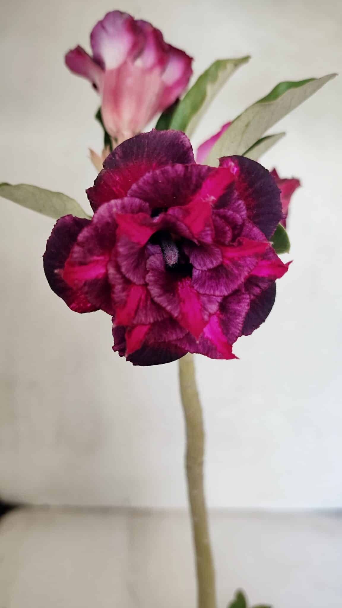 Planta Dobrada 3669 – 35cm – 03 anos - foto 3