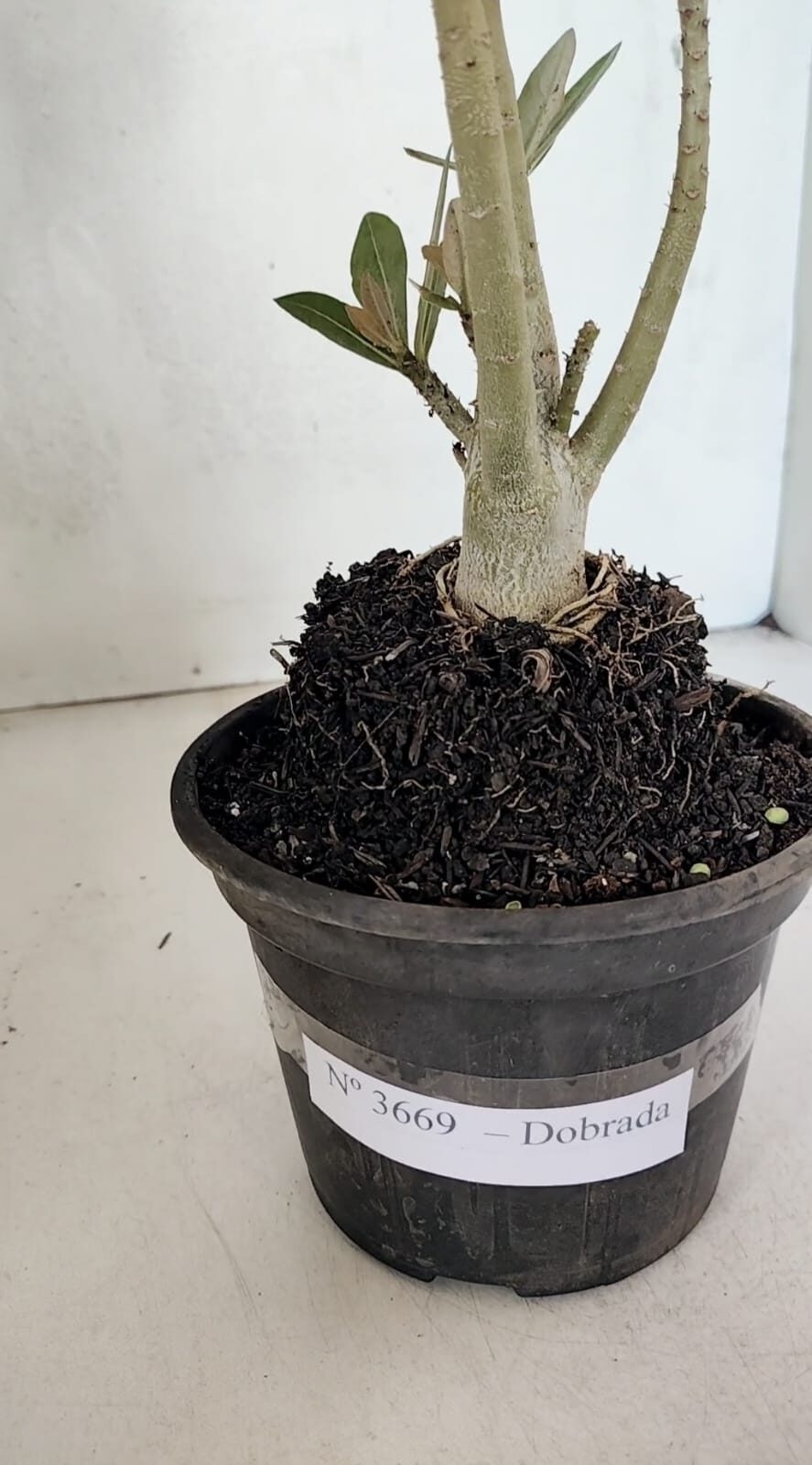 Planta Dobrada 3669 – 35cm – 03 anos - foto 6