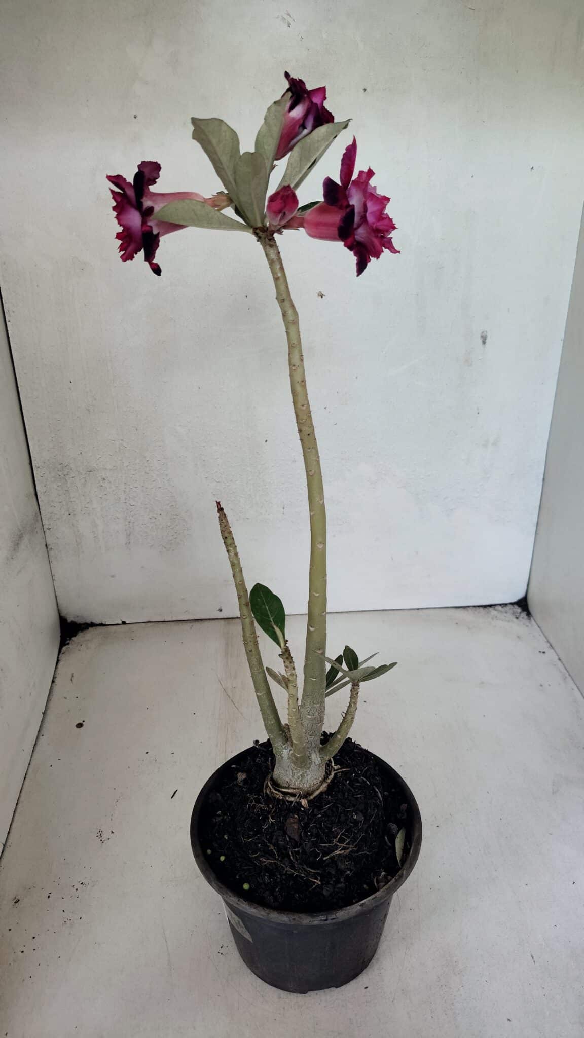 Planta Dobrada 3669 – 35cm – 03 anos - foto 5