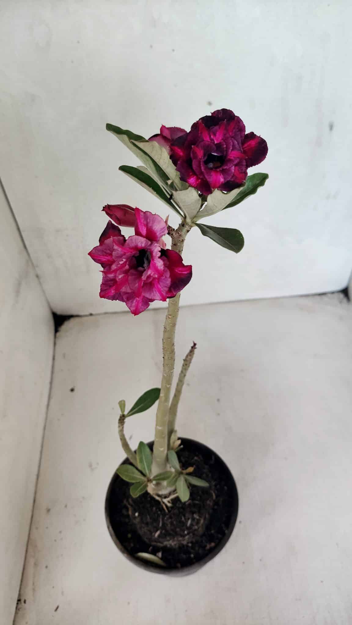 Planta Dobrada 3669 – 35cm – 03 anos - foto 4