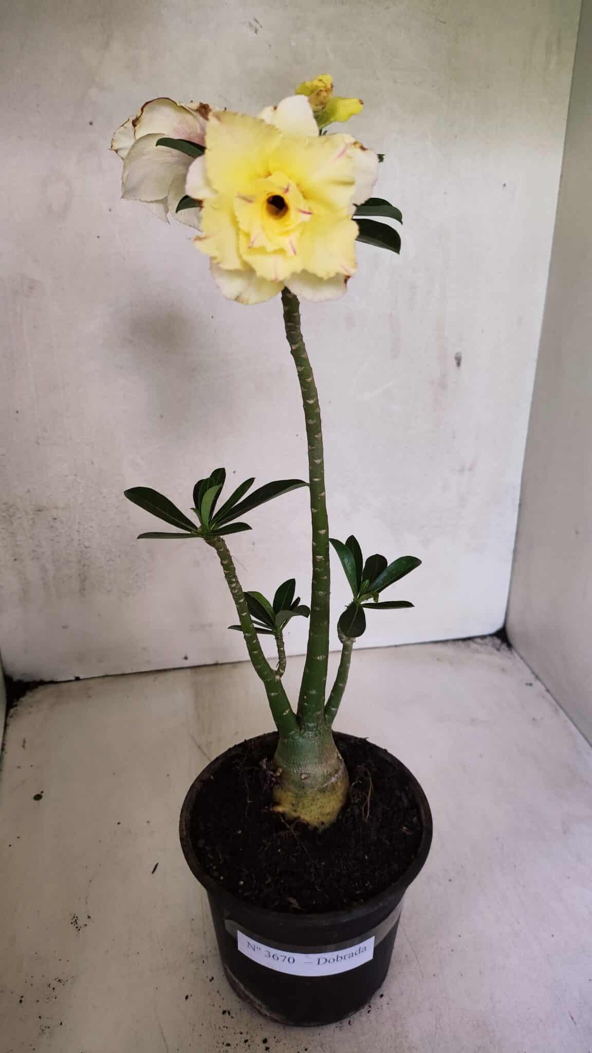 Planta Dobrada 3670 – 35cm – 03 anos - foto 2
