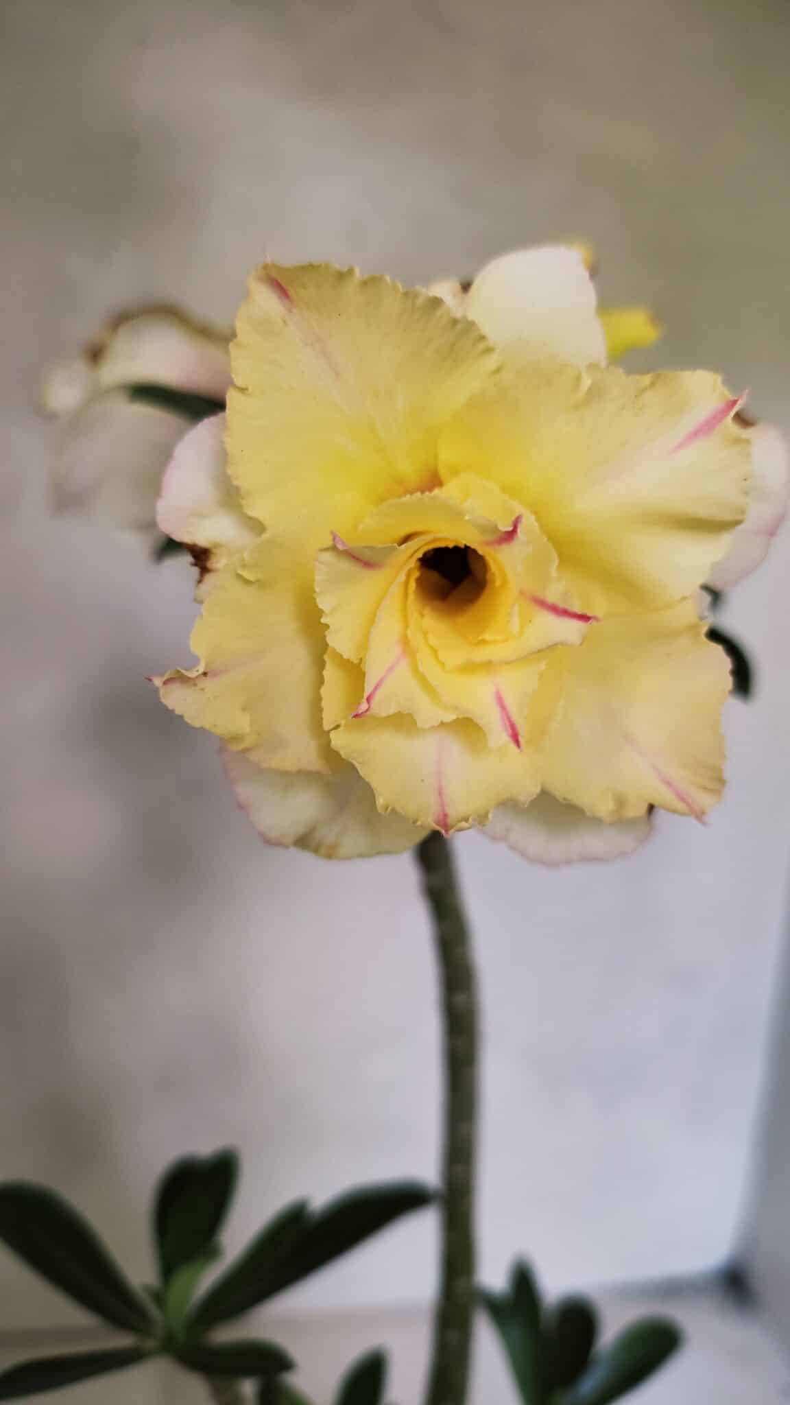 Planta Dobrada 3670 – 35cm – 03 anos - foto 3