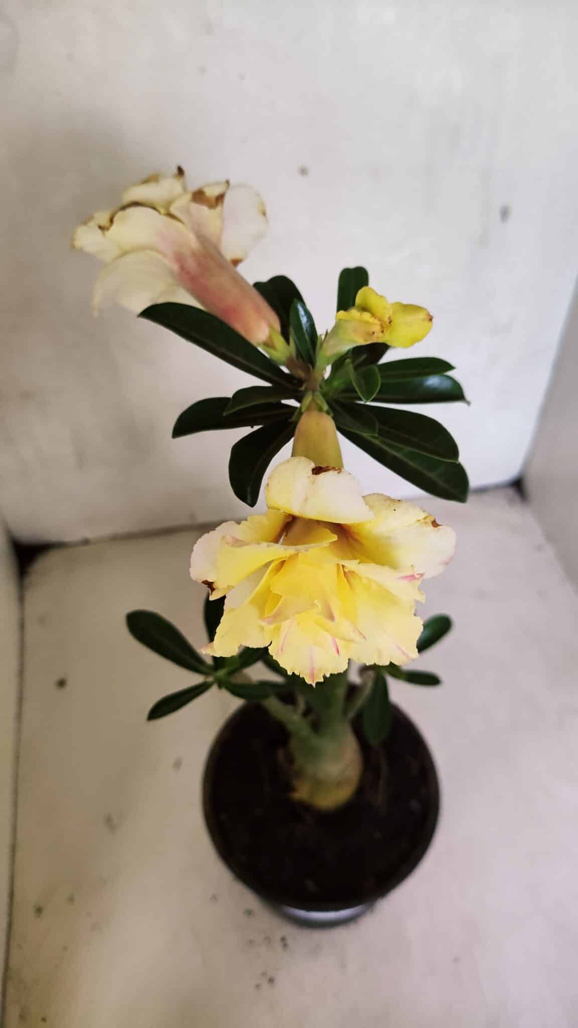 Planta Dobrada 3670 – 35cm – 03 anos - foto 4