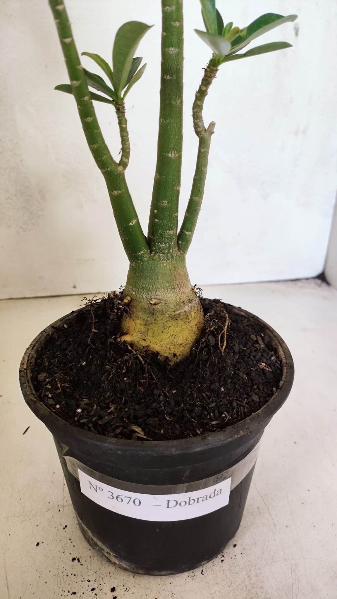 Planta Dobrada 3670 – 35cm – 03 anos - foto 6