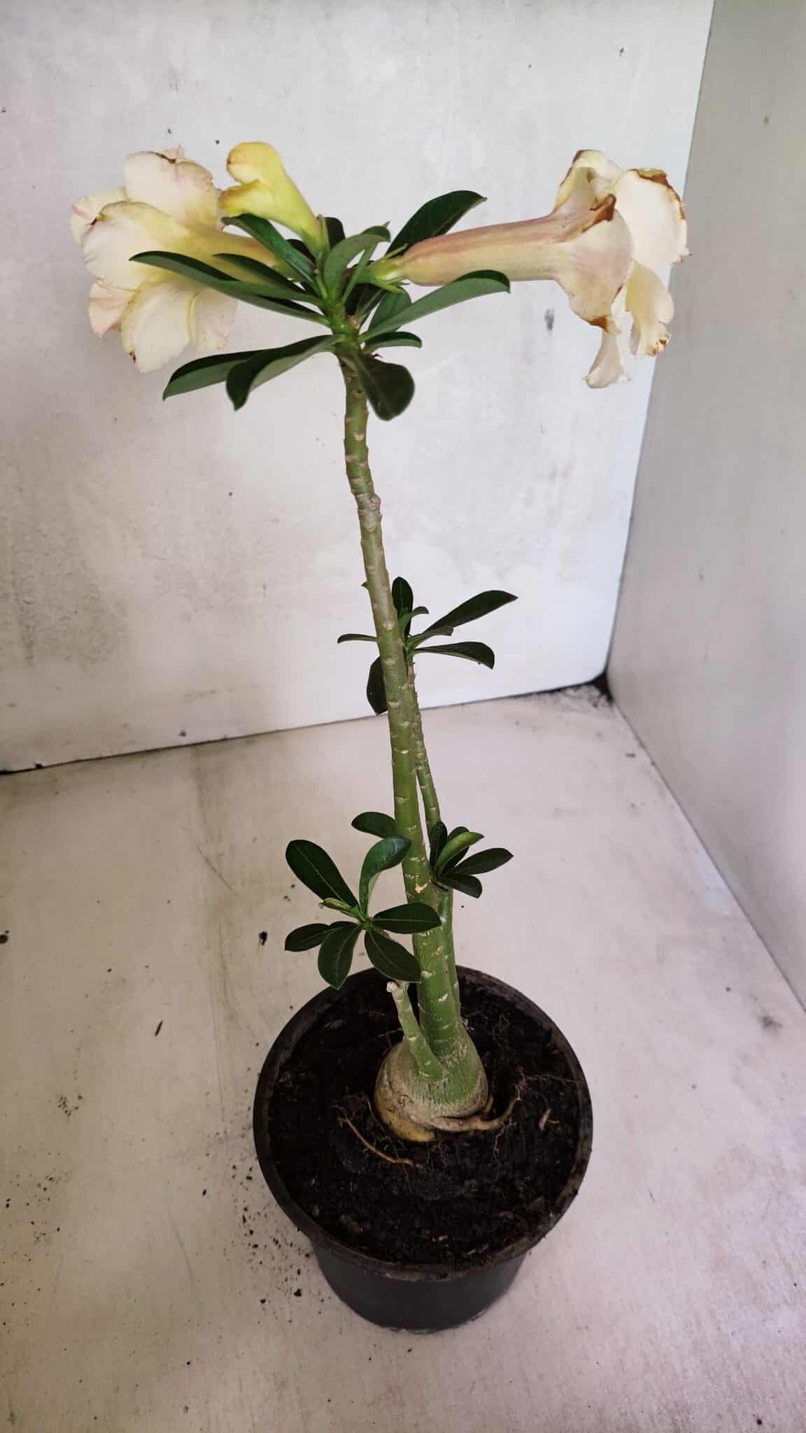 Planta Dobrada 3670 – 35cm – 03 anos - foto 5