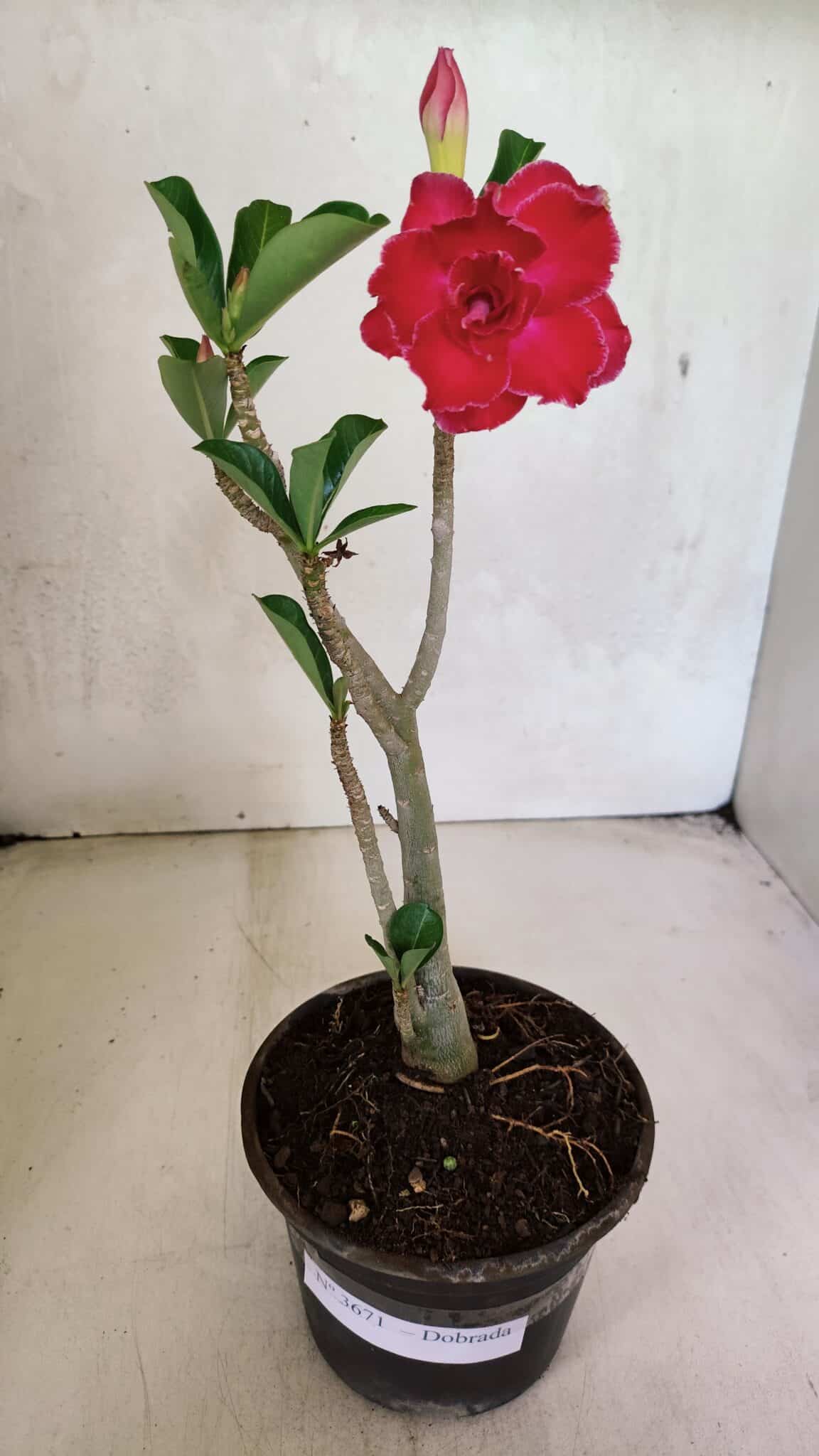 Planta Dobrada 3671 – 30cm – 02 anos - foto 2
