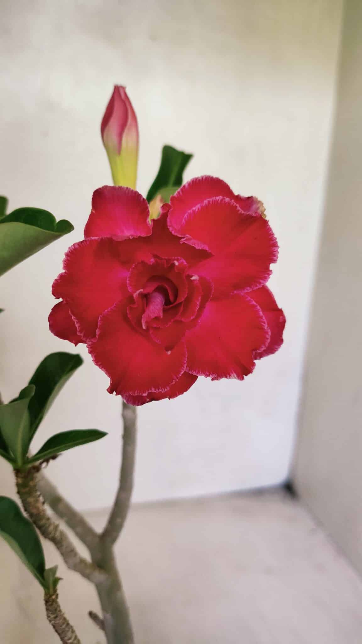 Planta Dobrada 3671 – 30cm – 02 anos - foto 3
