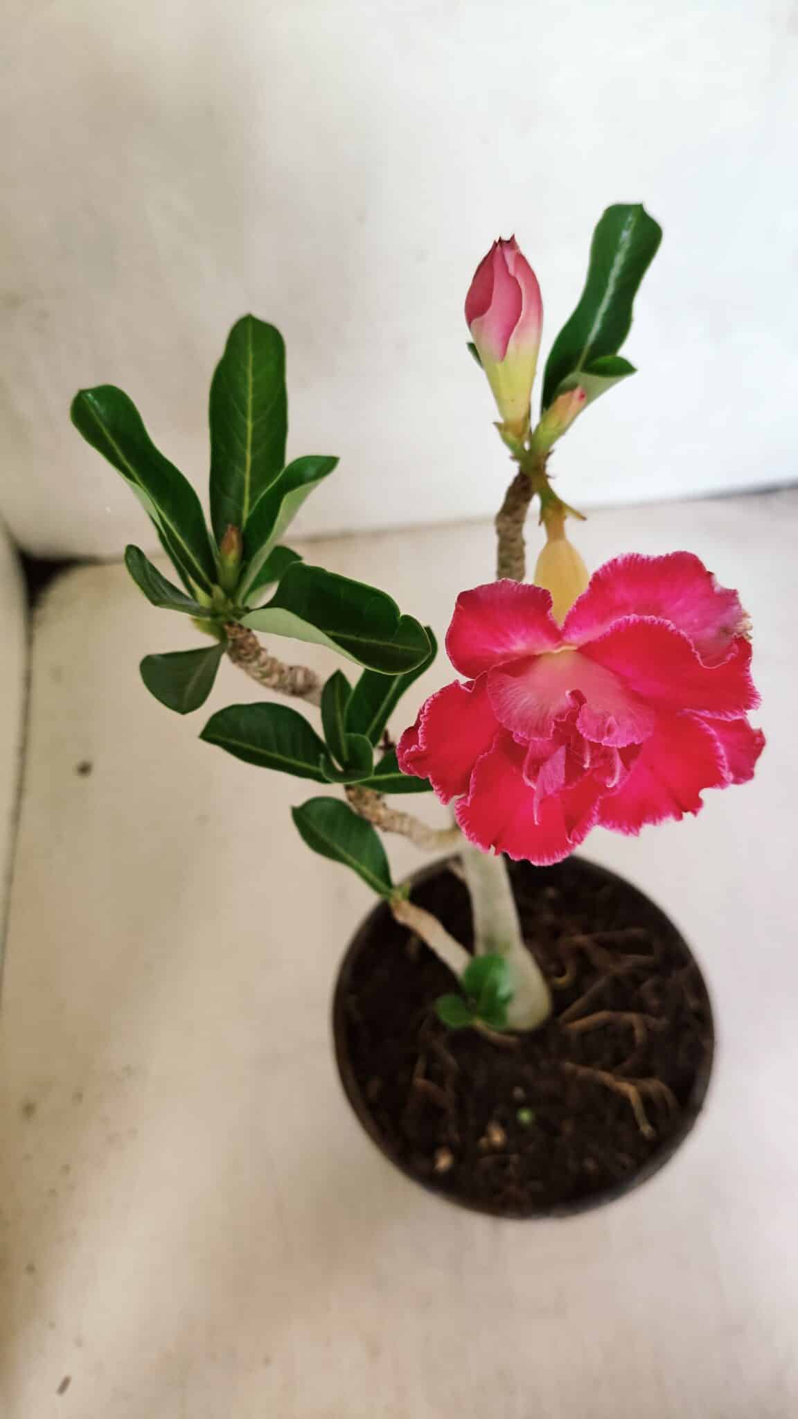 Planta Dobrada 3671 – 30cm – 02 anos - foto 4