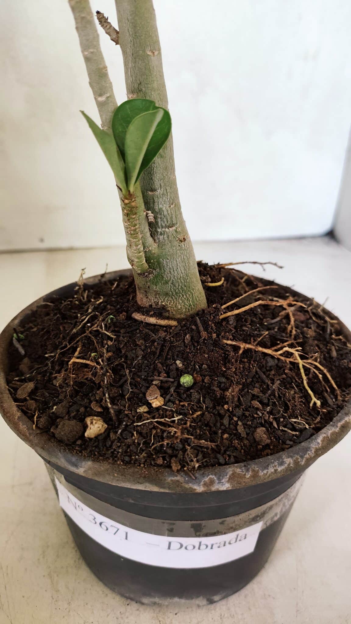 Planta Dobrada 3671 – 30cm – 02 anos - foto 7