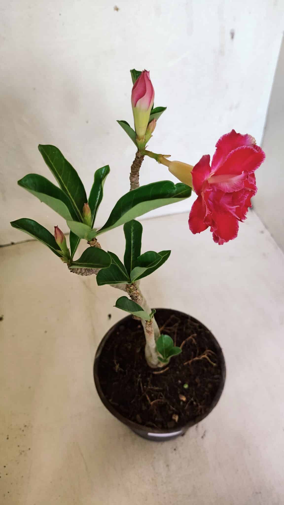 Planta Dobrada 3671 – 30cm – 02 anos - foto 5