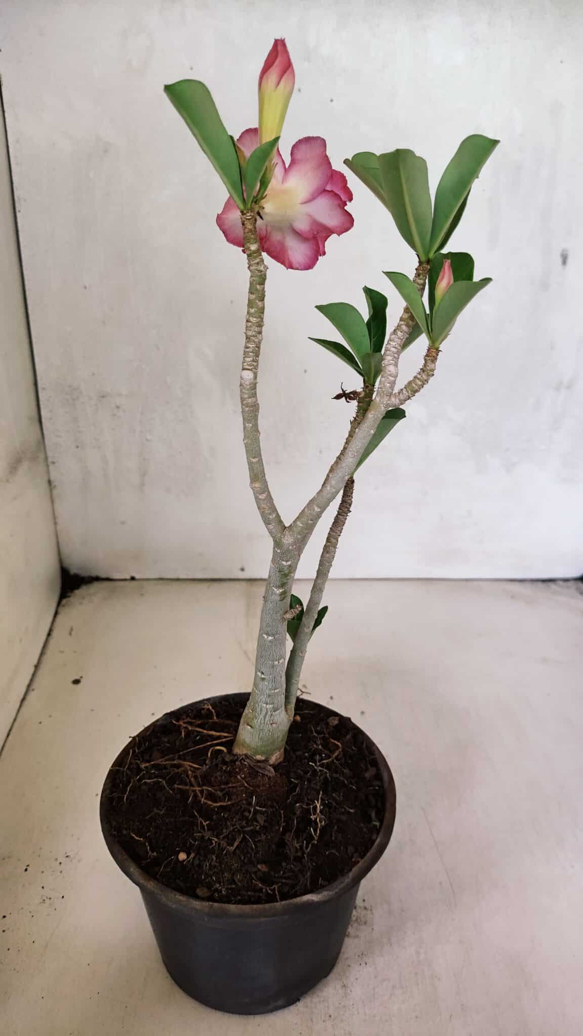 Planta Dobrada 3671 – 30cm – 02 anos - foto 6