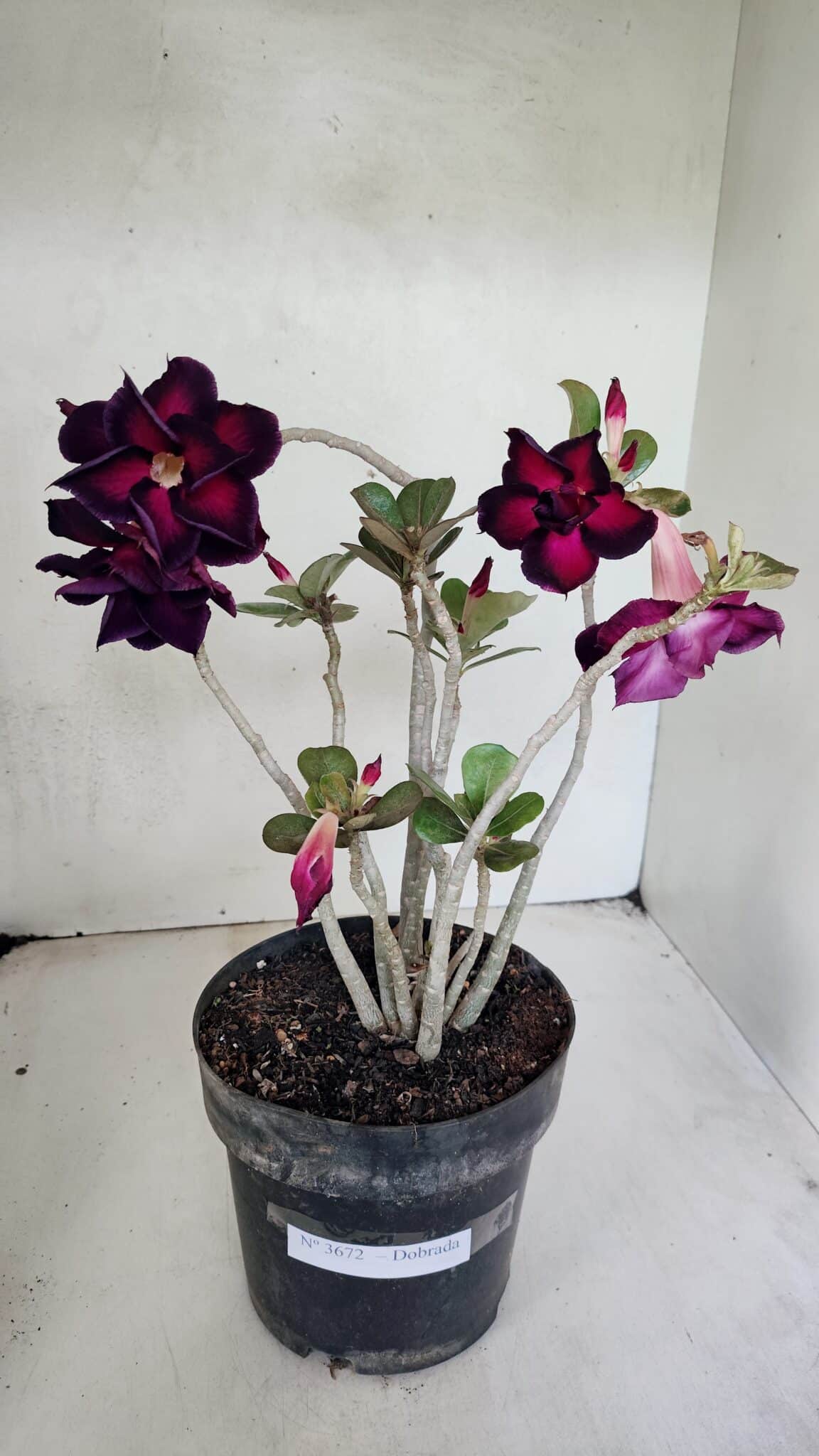 Planta Dobrada 3672 – 35cm – 03 anos - foto 2