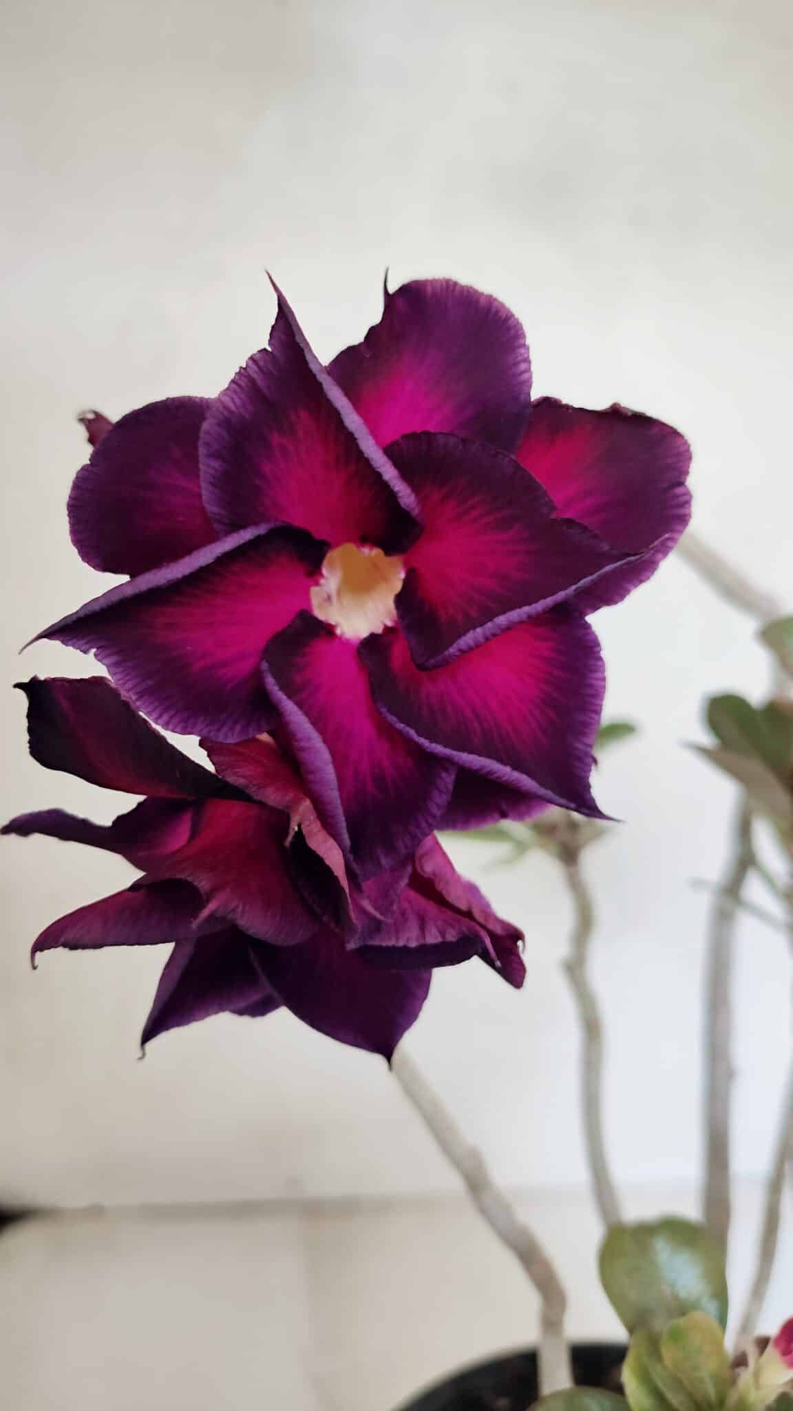 Planta Dobrada 3672 – 35cm – 03 anos - foto 3