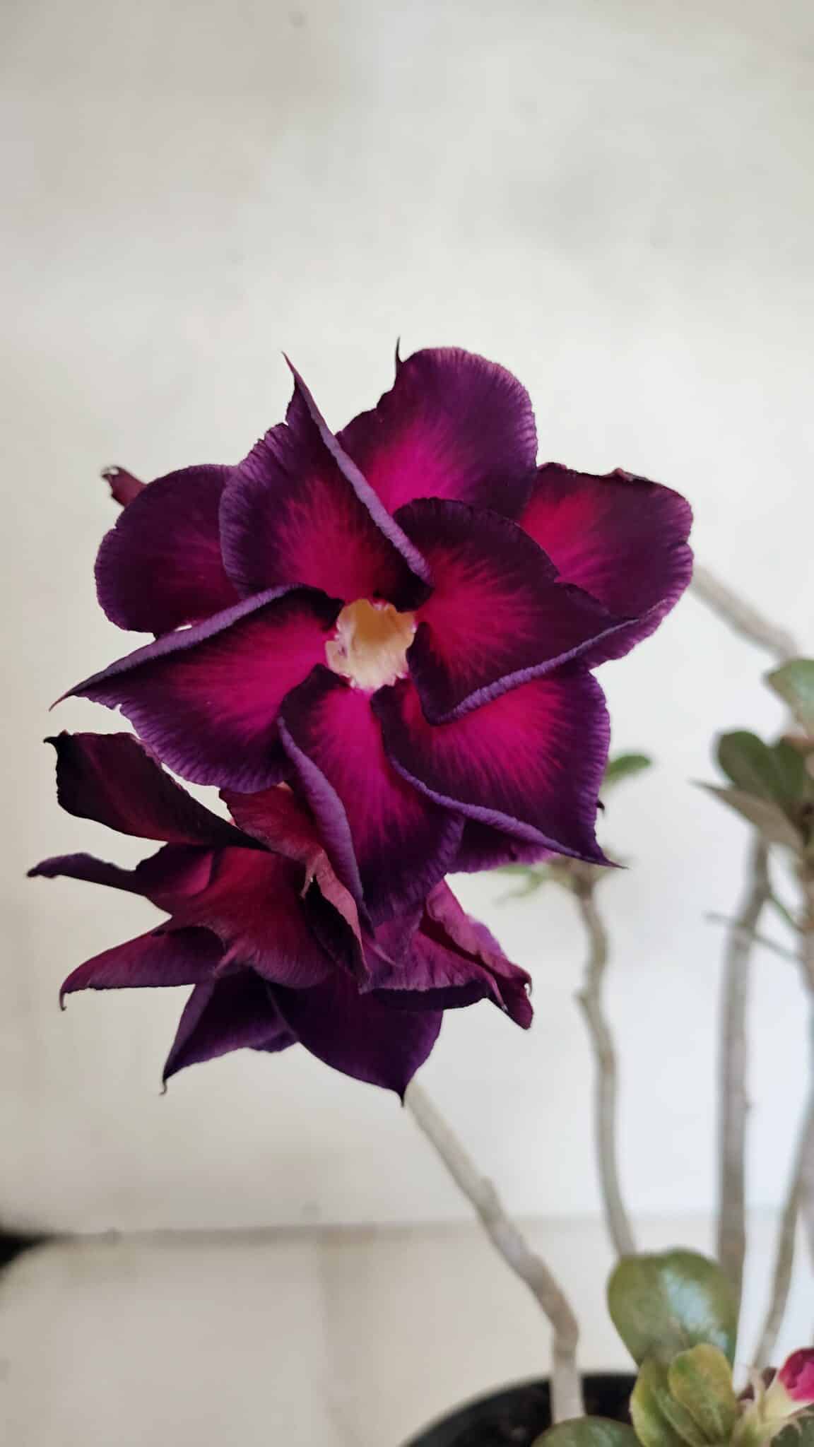 Planta Dobrada 3672 – 35cm – 03 anos - foto 6