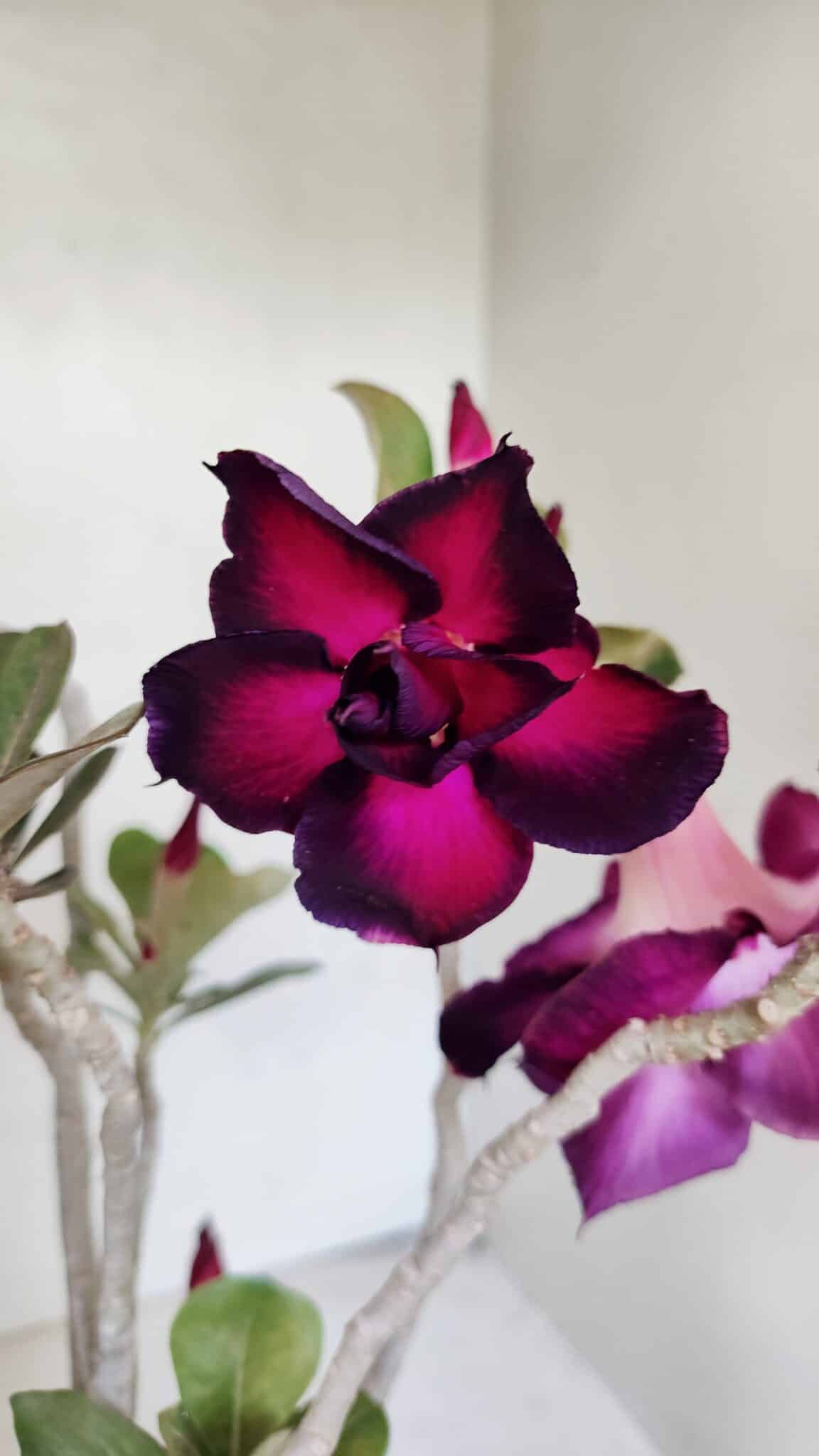 Planta Dobrada 3672 – 35cm – 03 anos - foto 4
