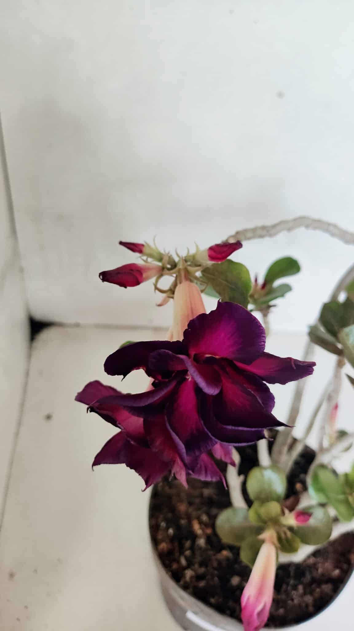 Planta Dobrada 3672 – 35cm – 03 anos - foto 5