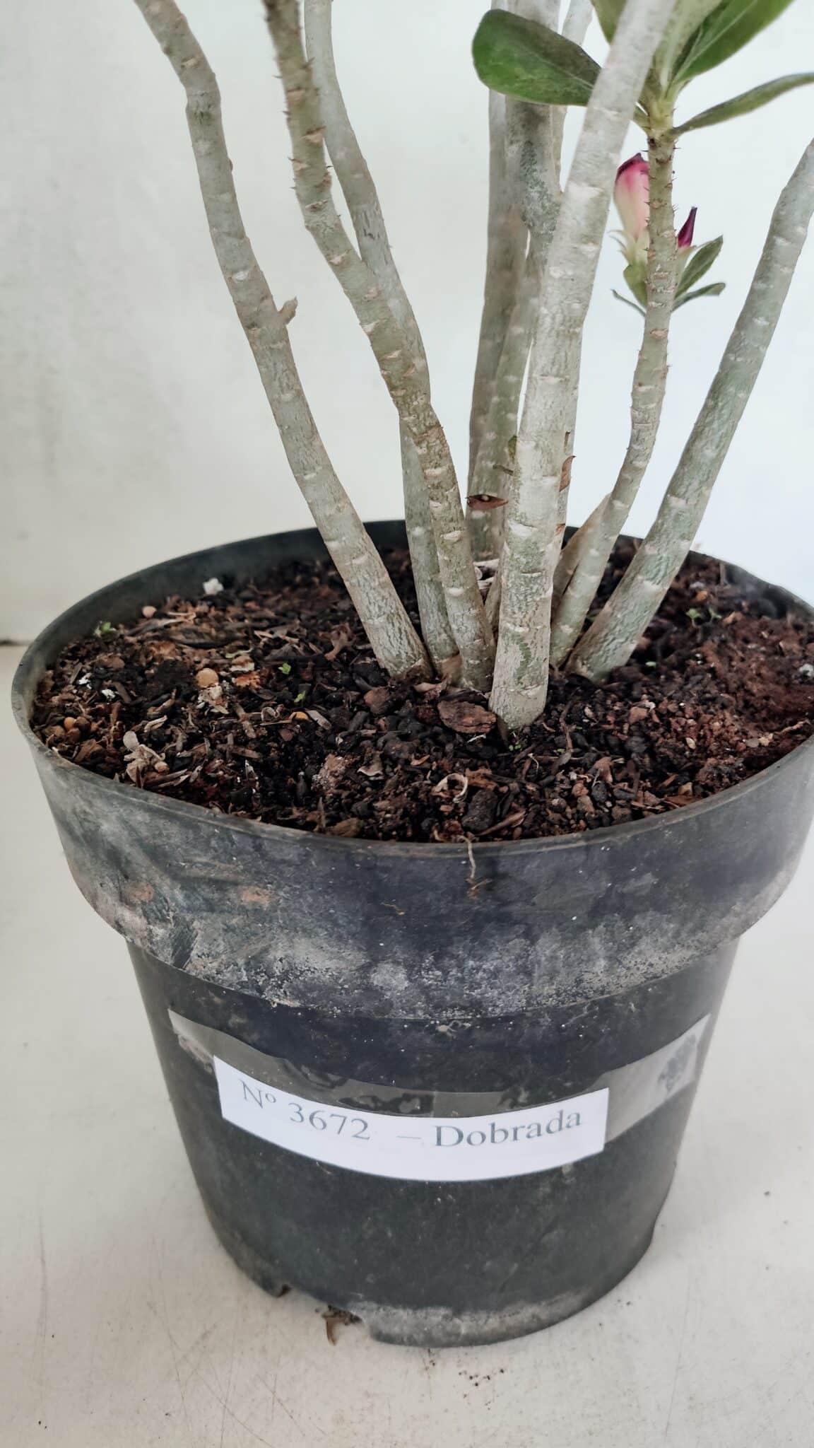 Planta Dobrada 3672 – 35cm – 03 anos - foto 9