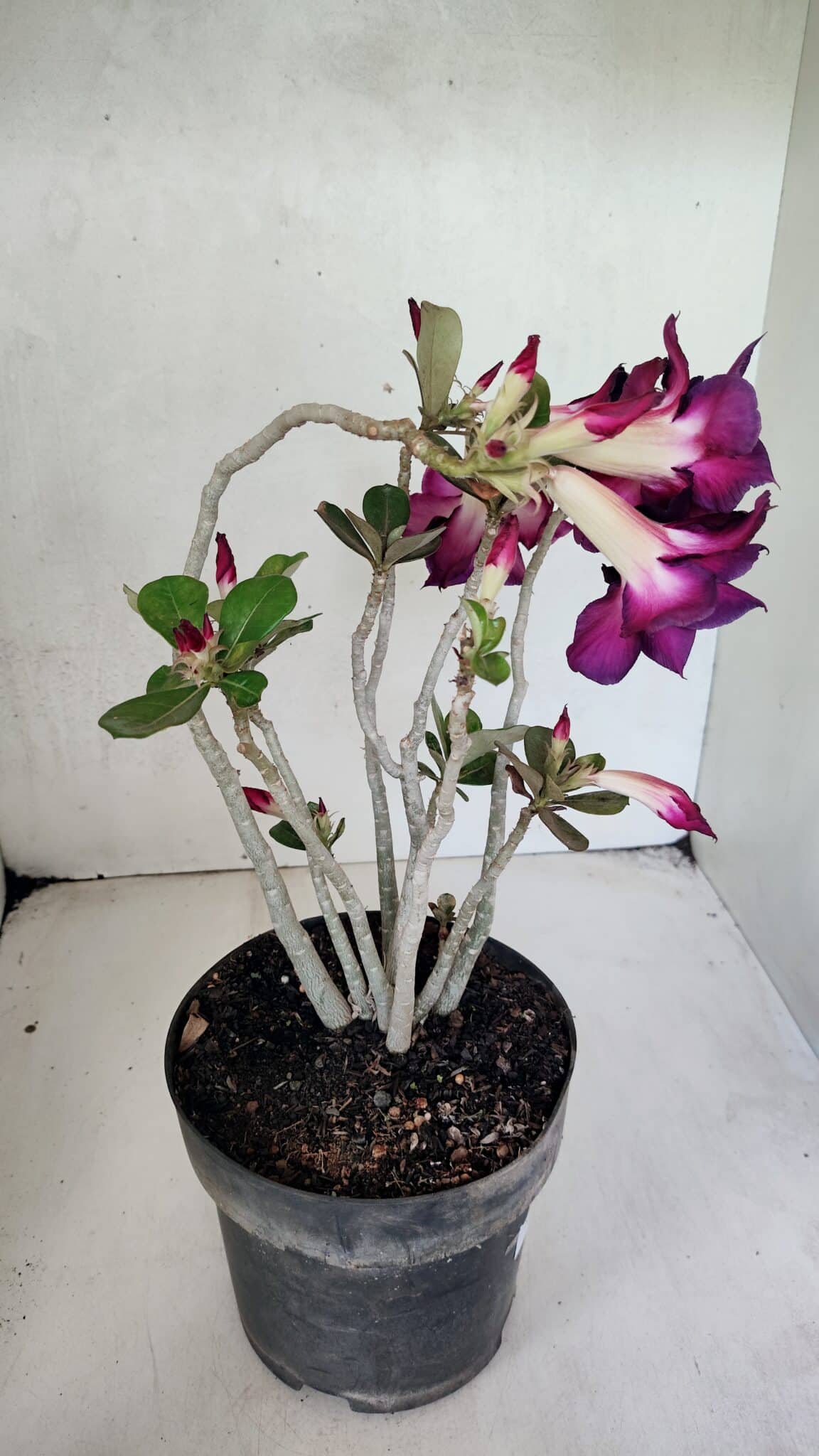 Planta Dobrada 3672 – 35cm – 03 anos - foto 8