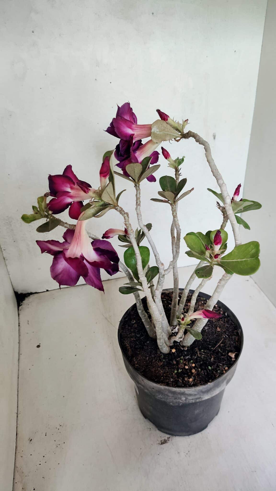 Planta Dobrada 3672 – 35cm – 03 anos - foto 7