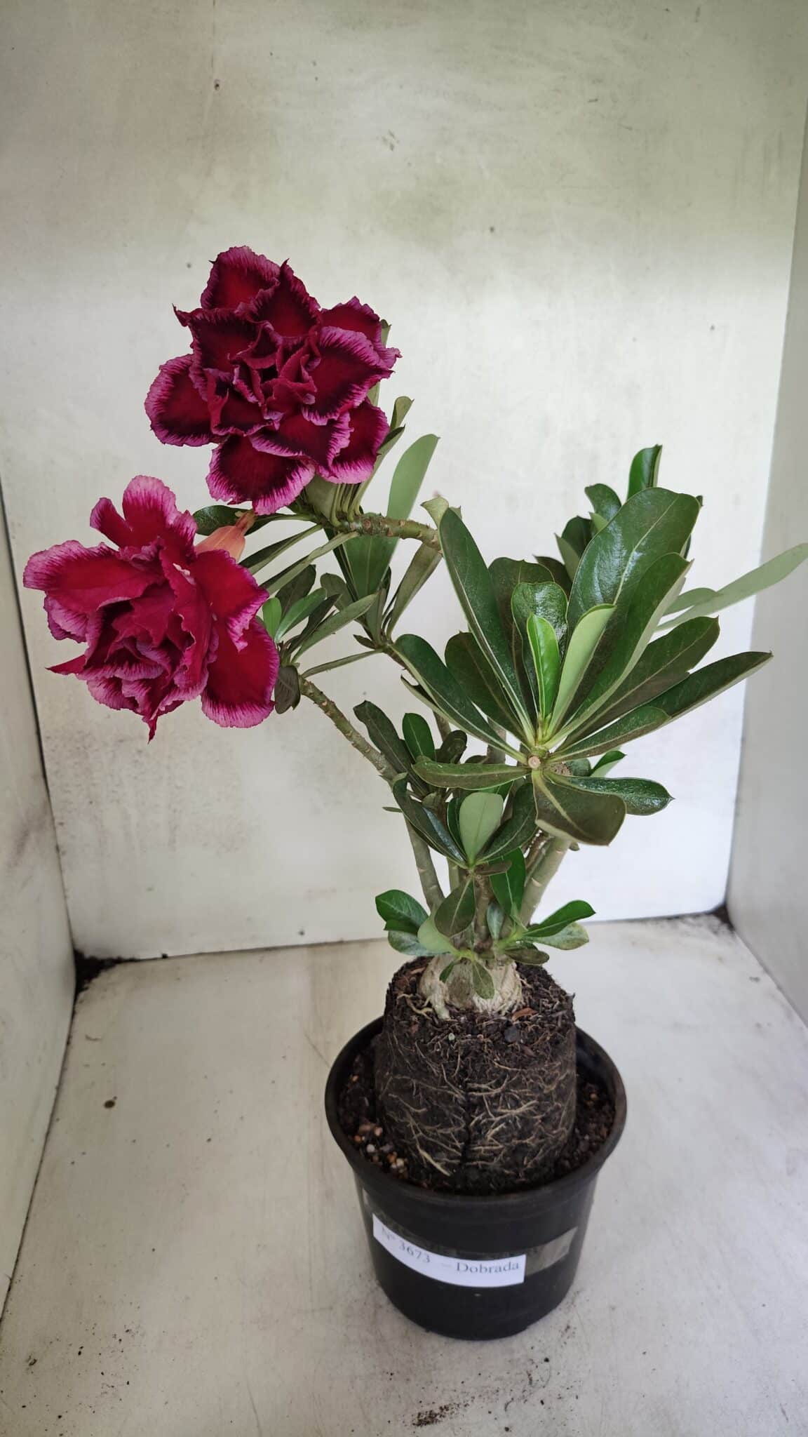 Planta Dobrada 3673 – 35cm – 03 anos - foto 2