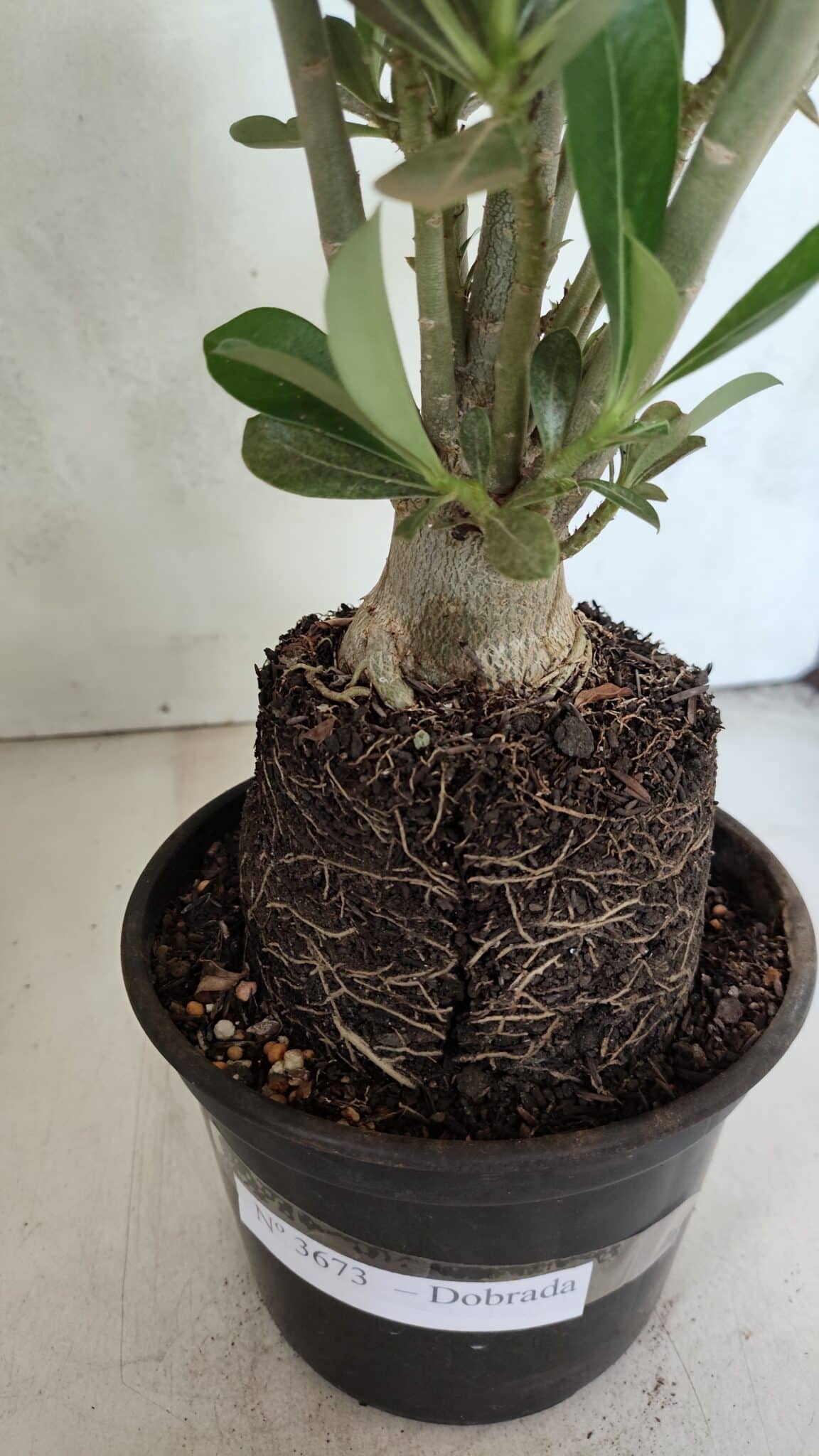 Planta Dobrada 3673 – 35cm – 03 anos - foto 8