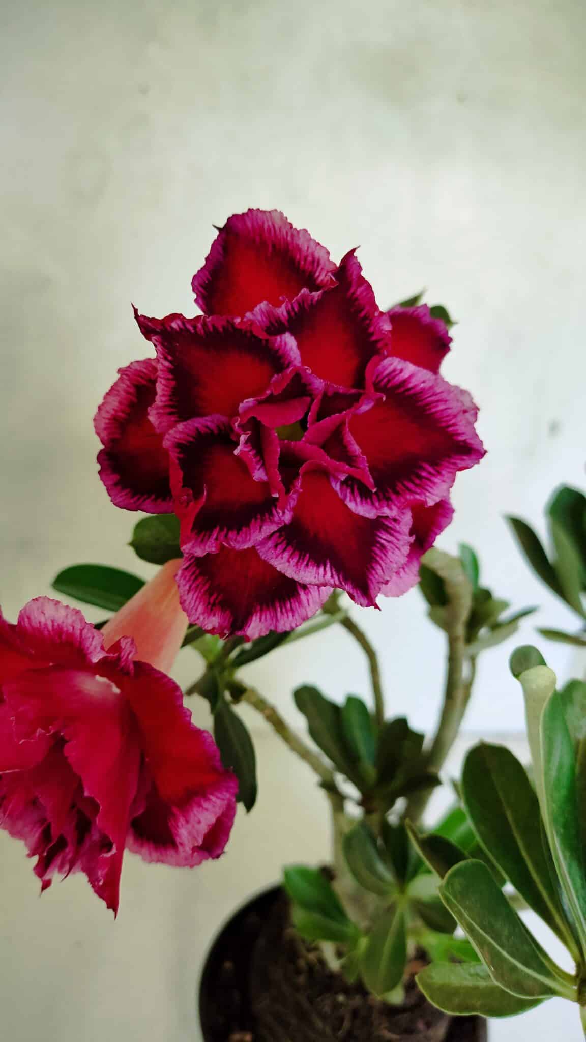 Planta Dobrada 3673 – 35cm – 03 anos - foto 3