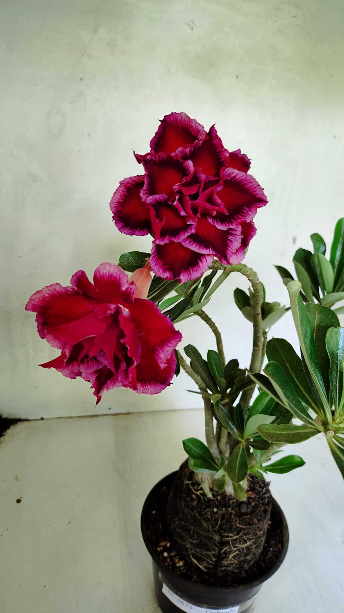 Planta Dobrada 3673 – 35cm – 03 anos - foto 7