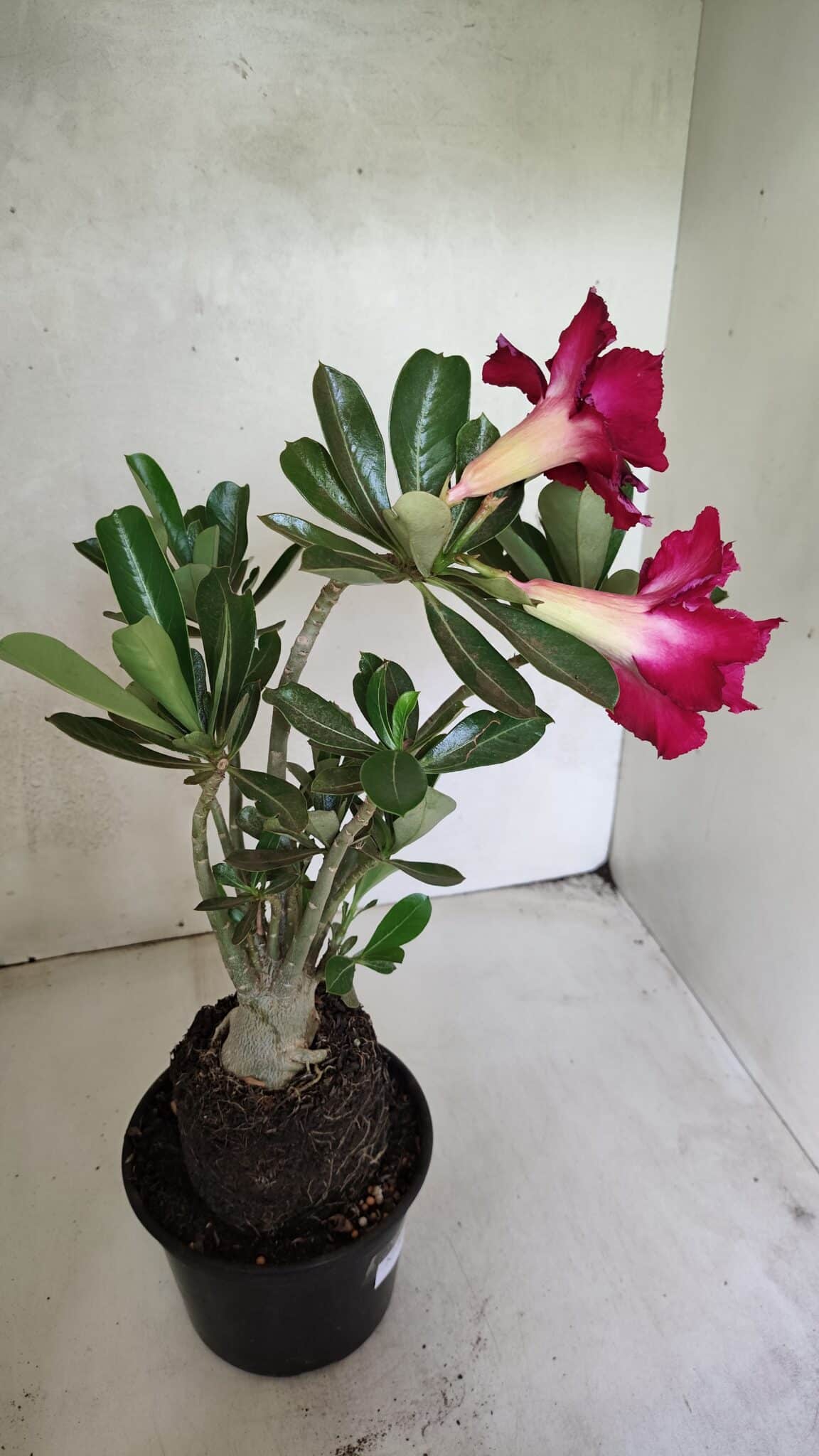 Planta Dobrada 3673 – 35cm – 03 anos - foto 6