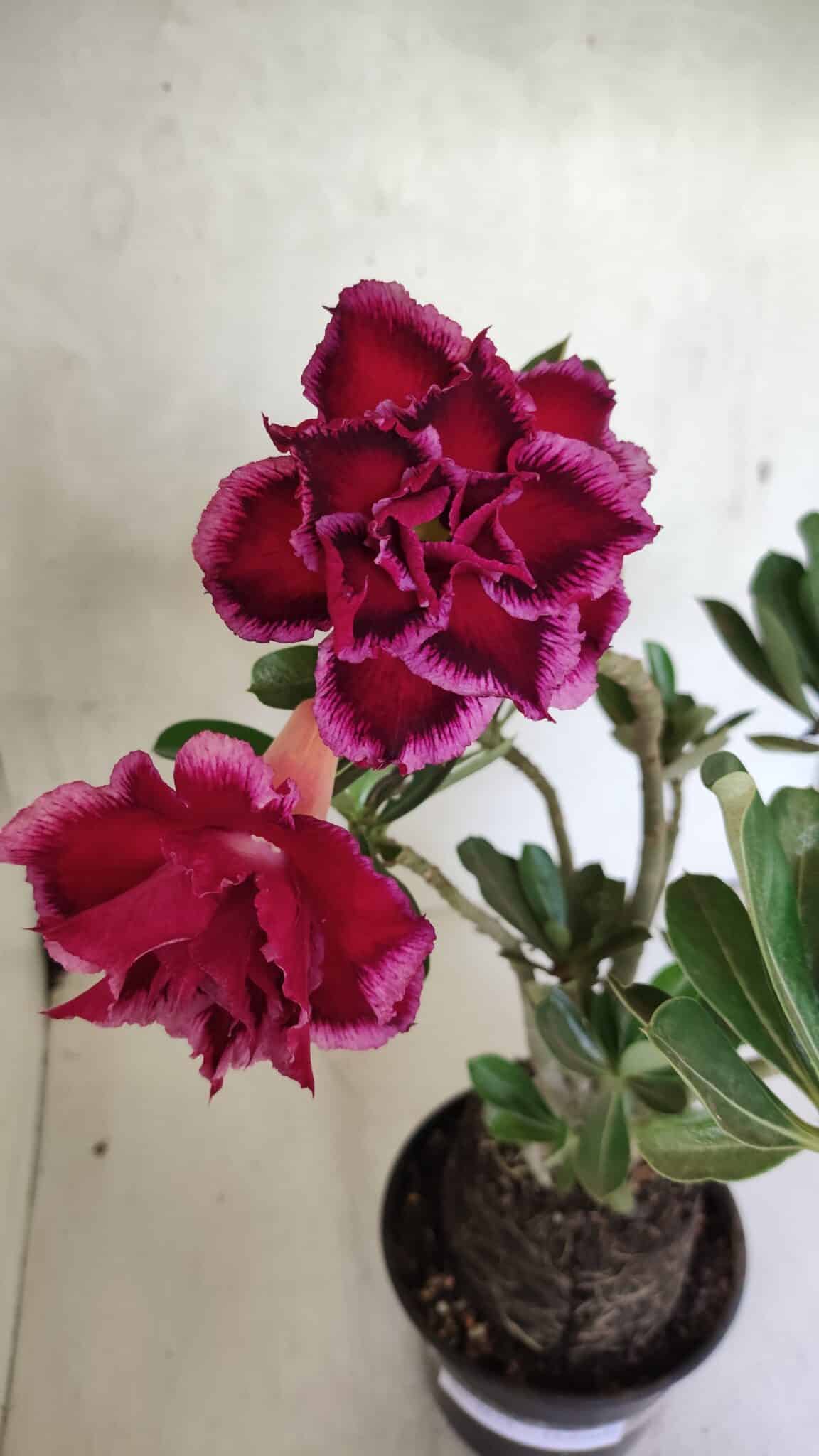 Planta Dobrada 3673 – 35cm – 03 anos - foto 5