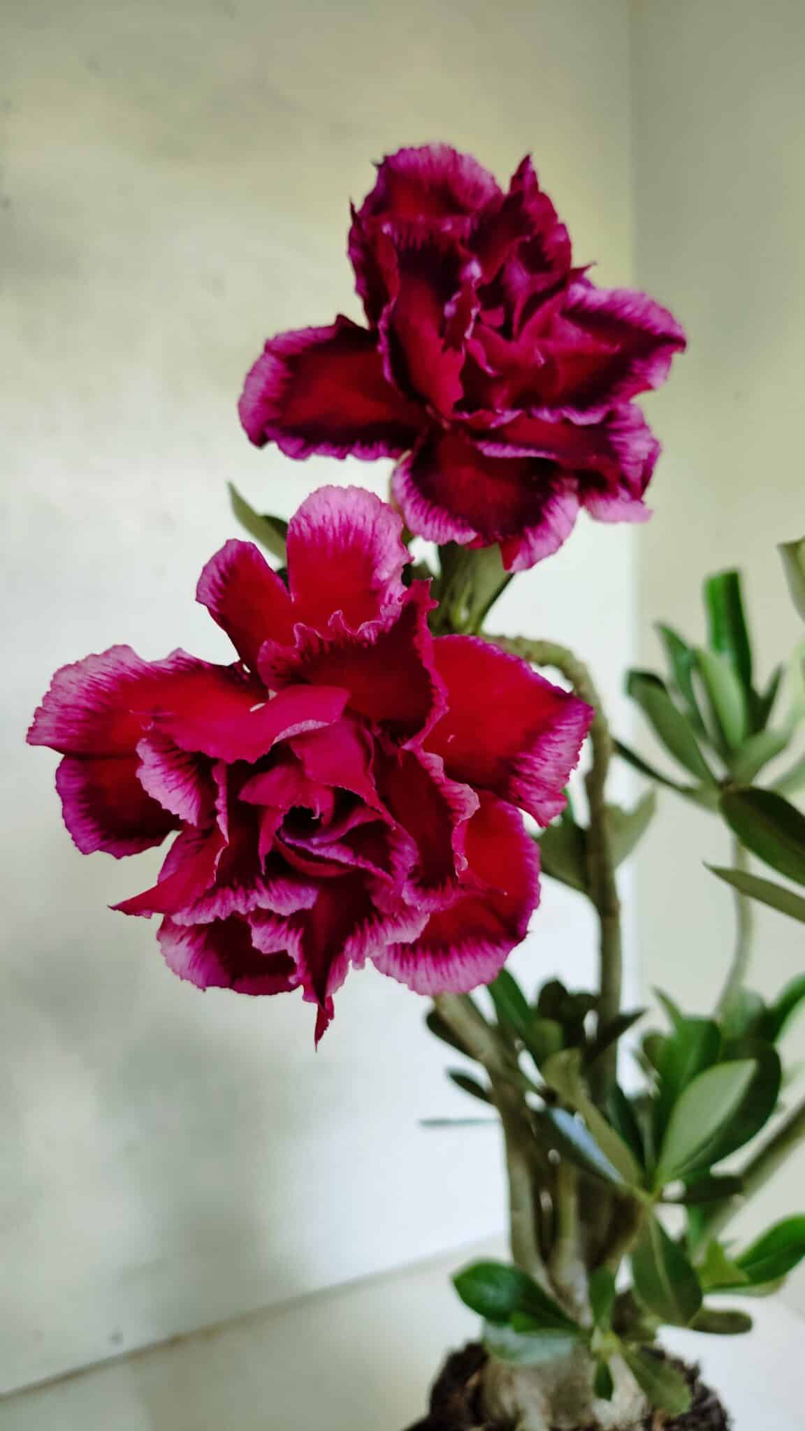 Planta Dobrada 3673 – 35cm – 03 anos - foto 4