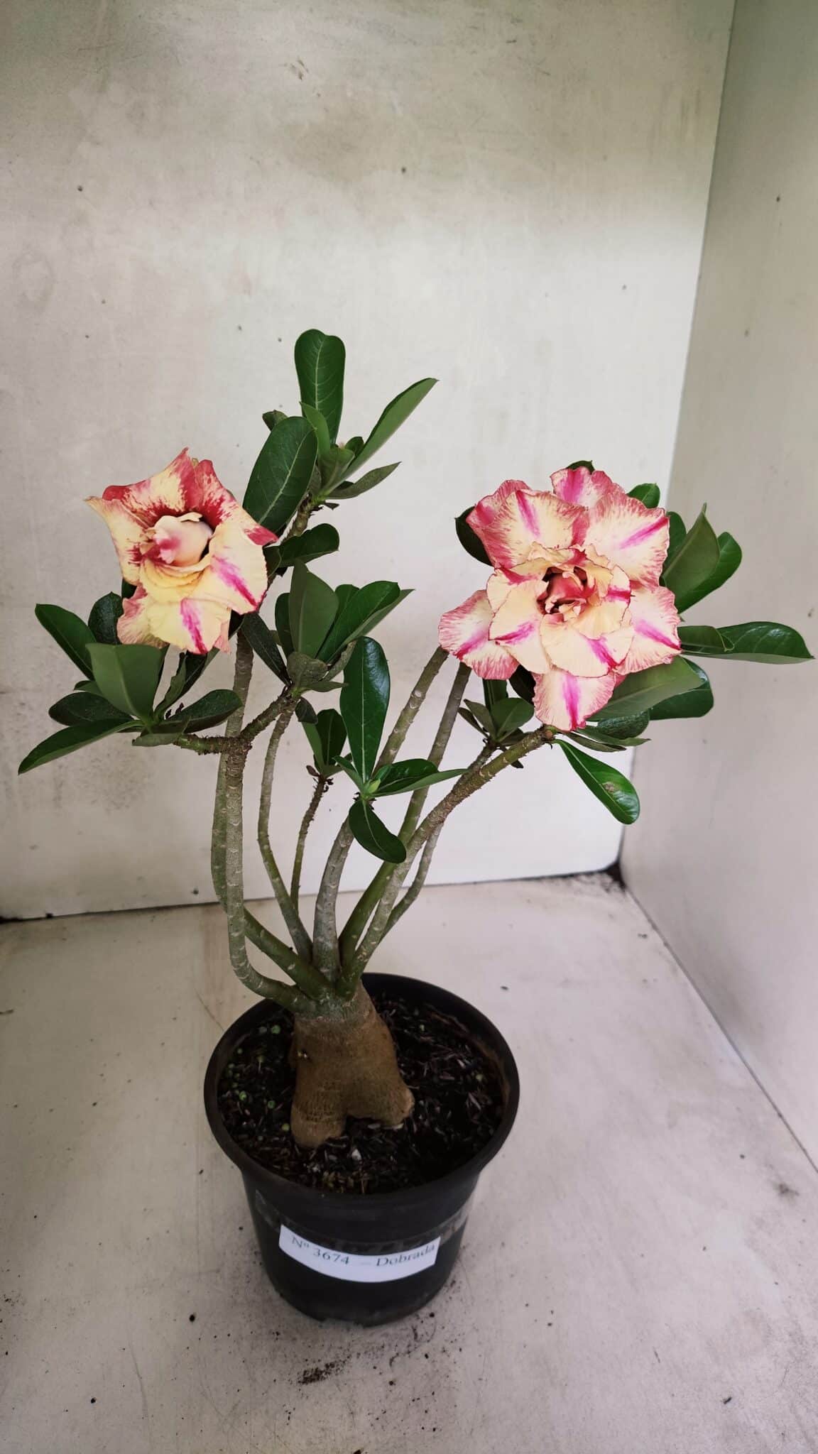 Planta Dobrada 3674 – 35cm – 03 anos - foto 2
