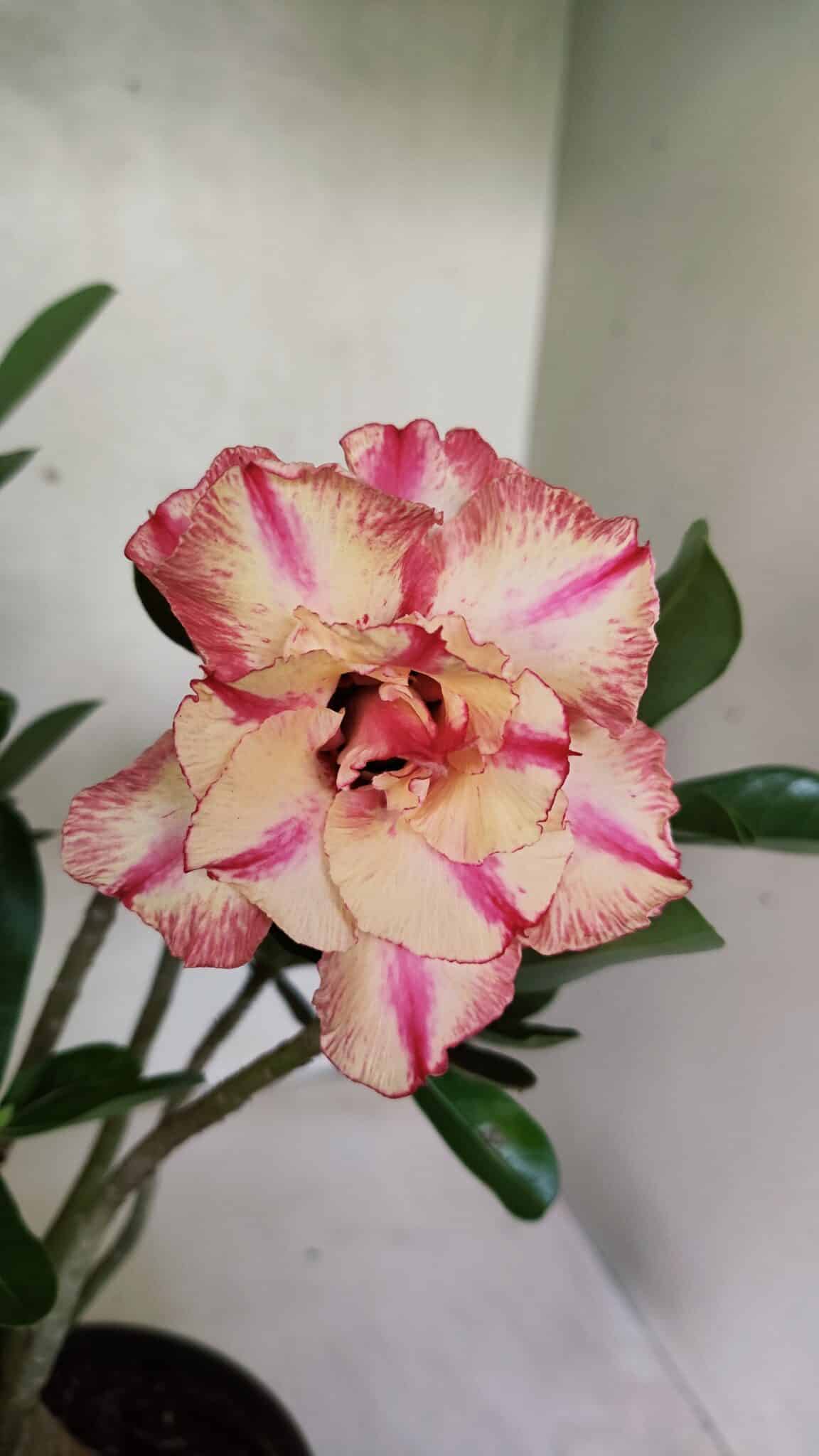 Planta Dobrada 3674 – 35cm – 03 anos - foto 3