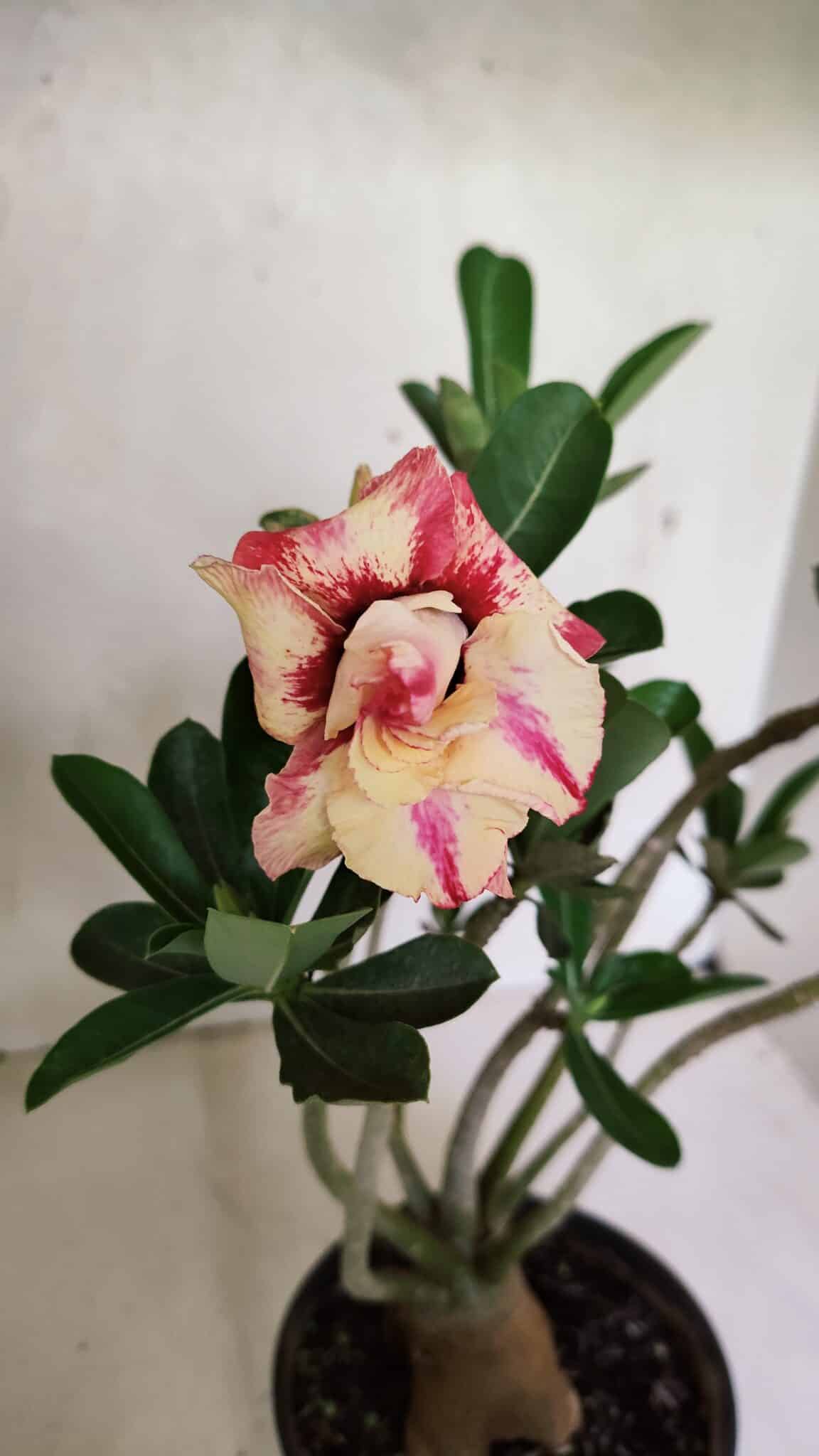 Planta Dobrada 3674 – 35cm – 03 anos - foto 4